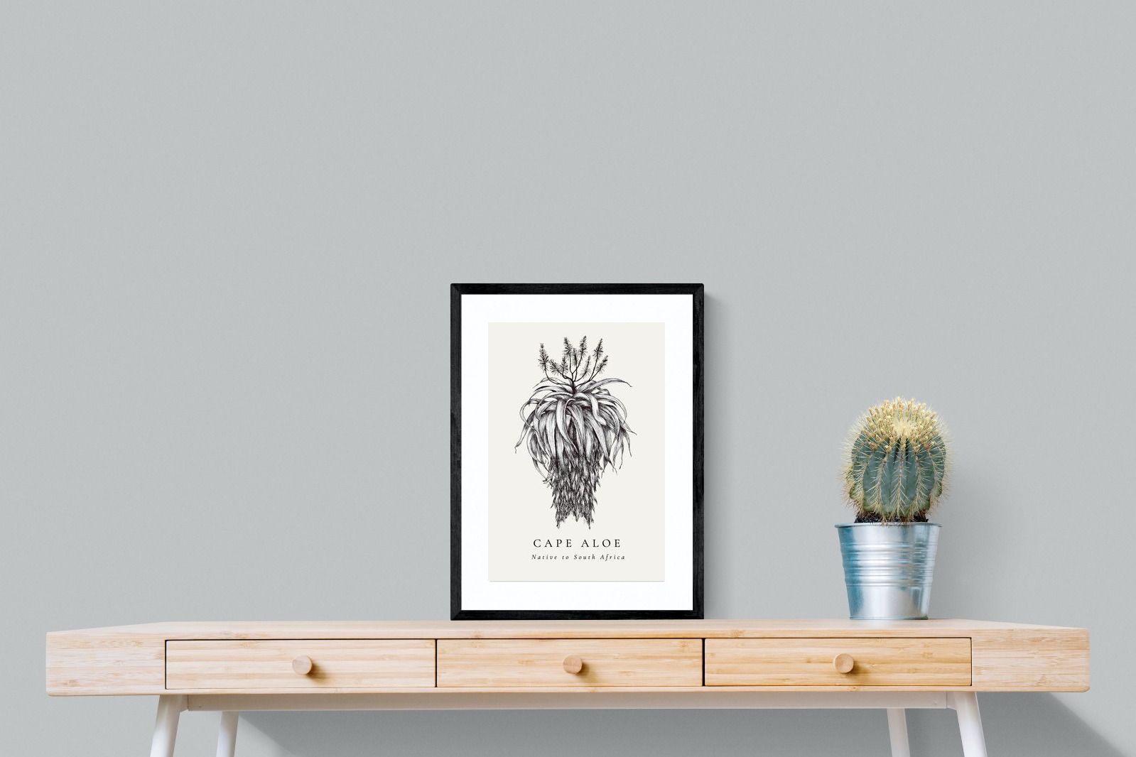 Pixalot ® Cape Aloe Illustration