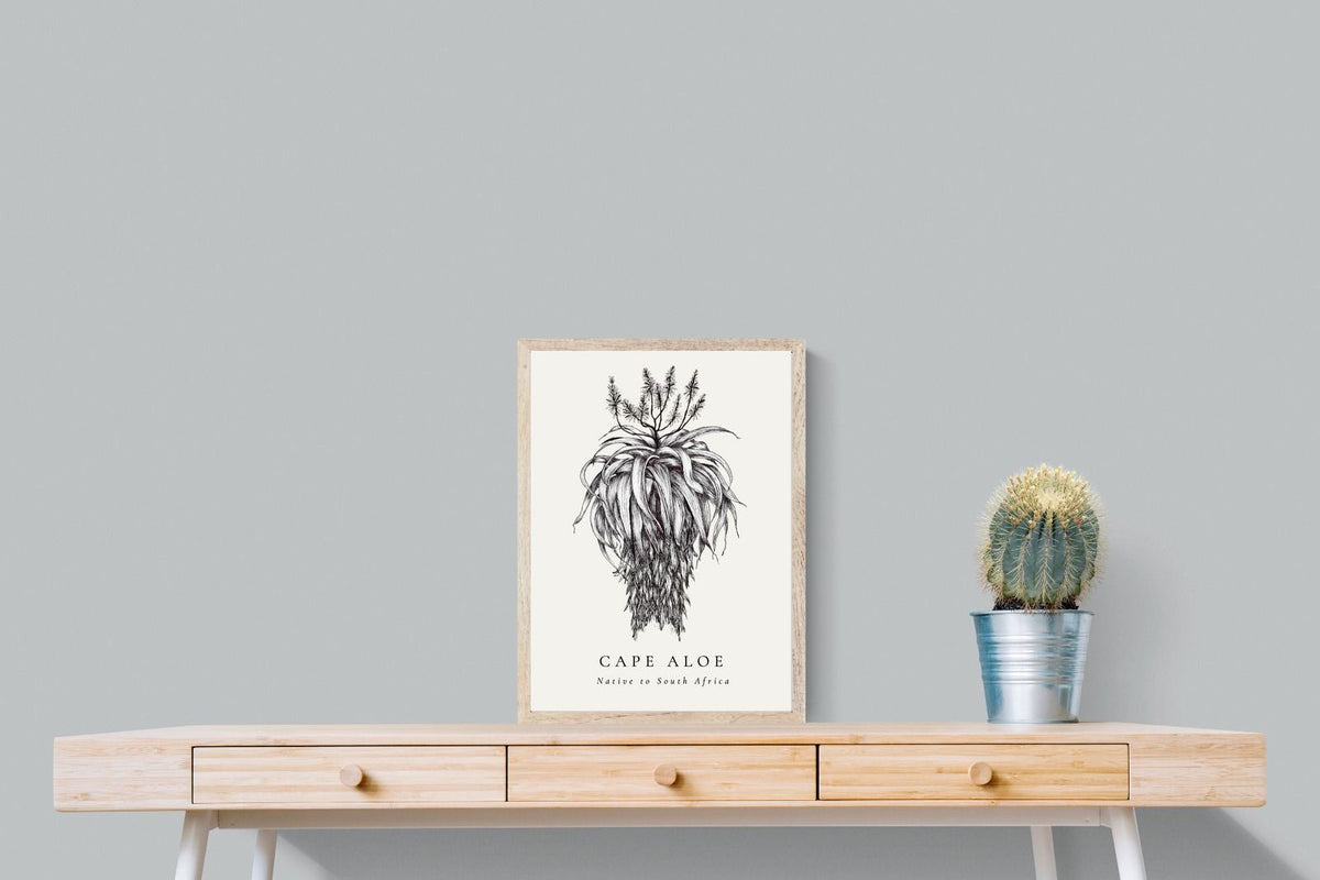 Pixalot ® Cape Aloe Illustration