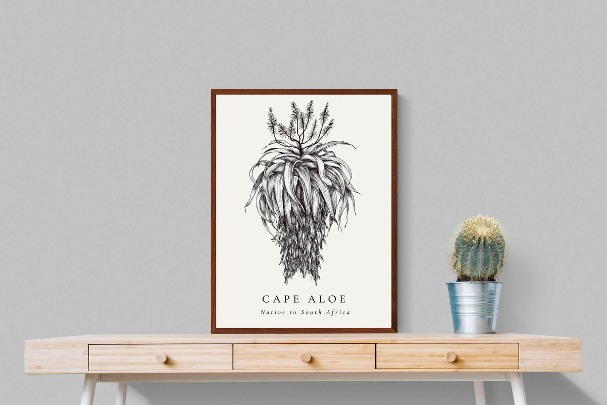Pixalot ® Cape Aloe Illustration