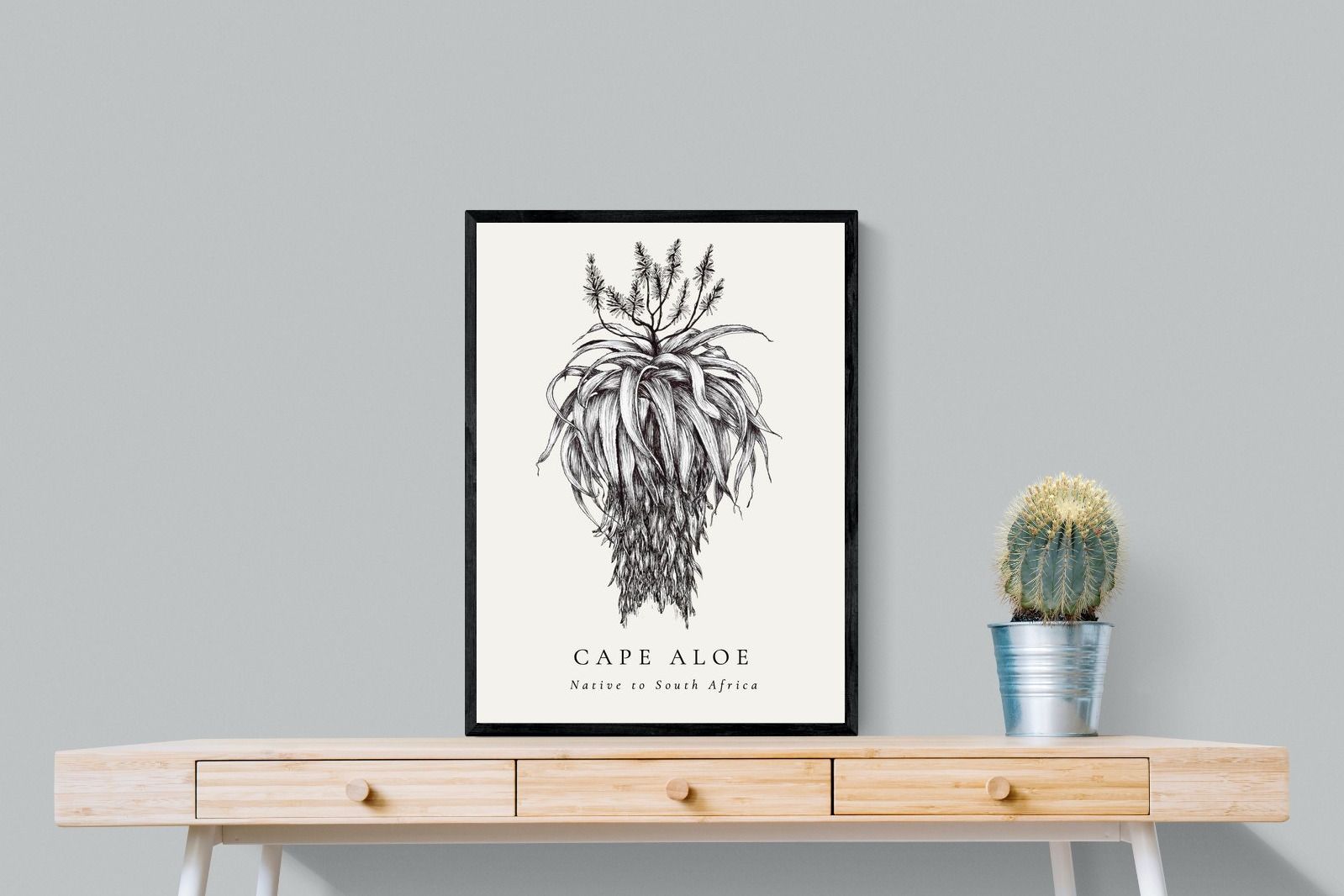Pixalot ® Cape Aloe Illustration