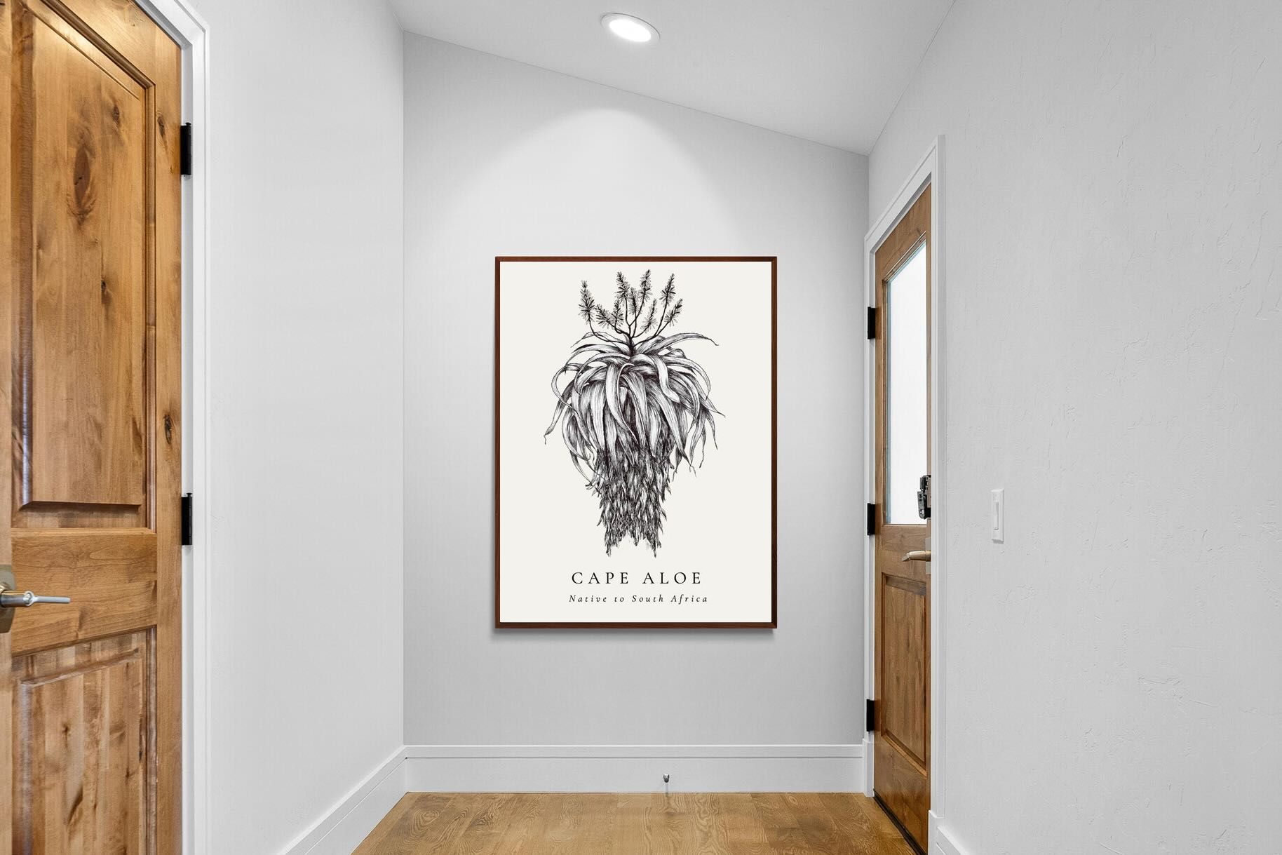 Pixalot ® Cape Aloe Illustration