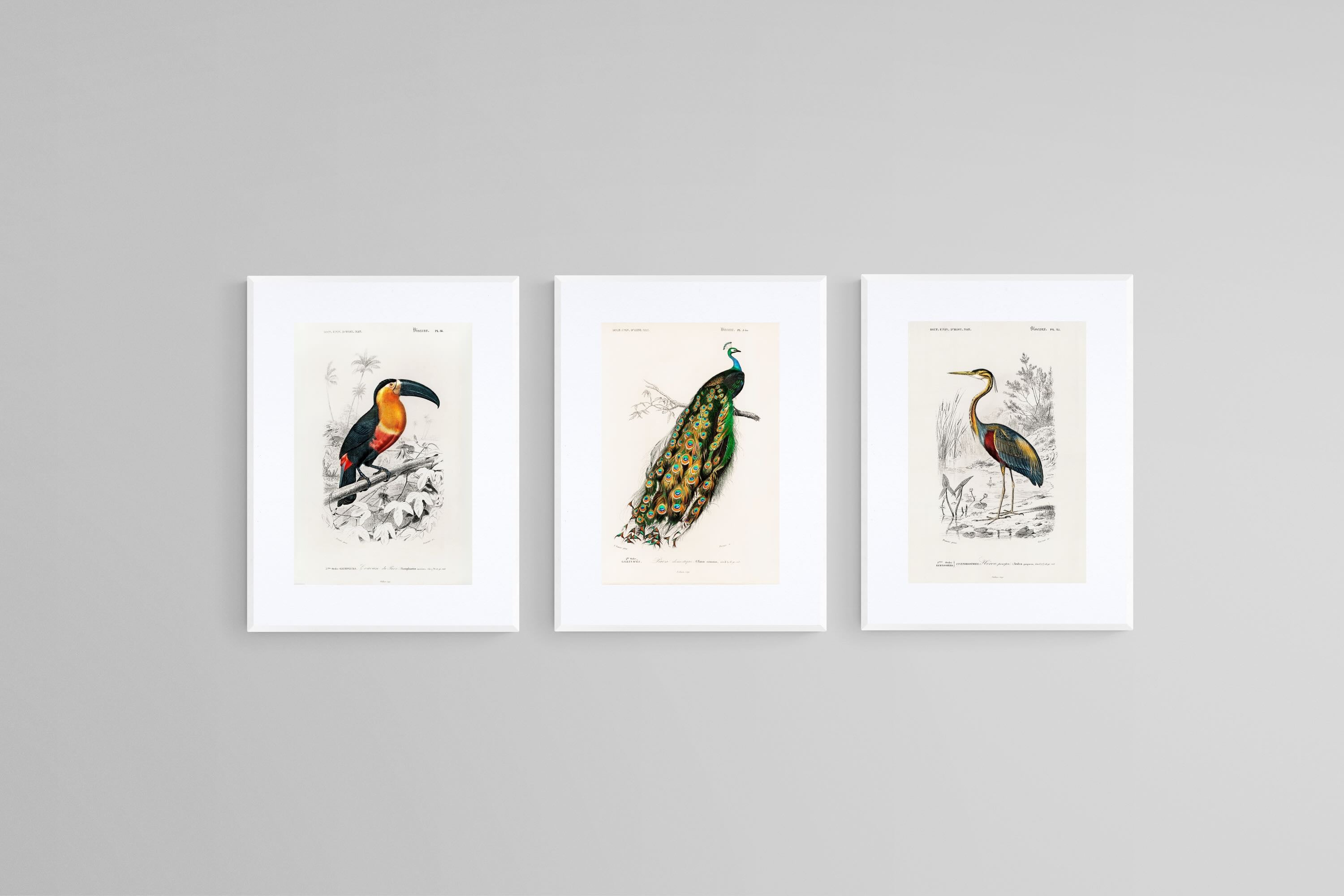 Charles Dessalines d’Orbigny Set