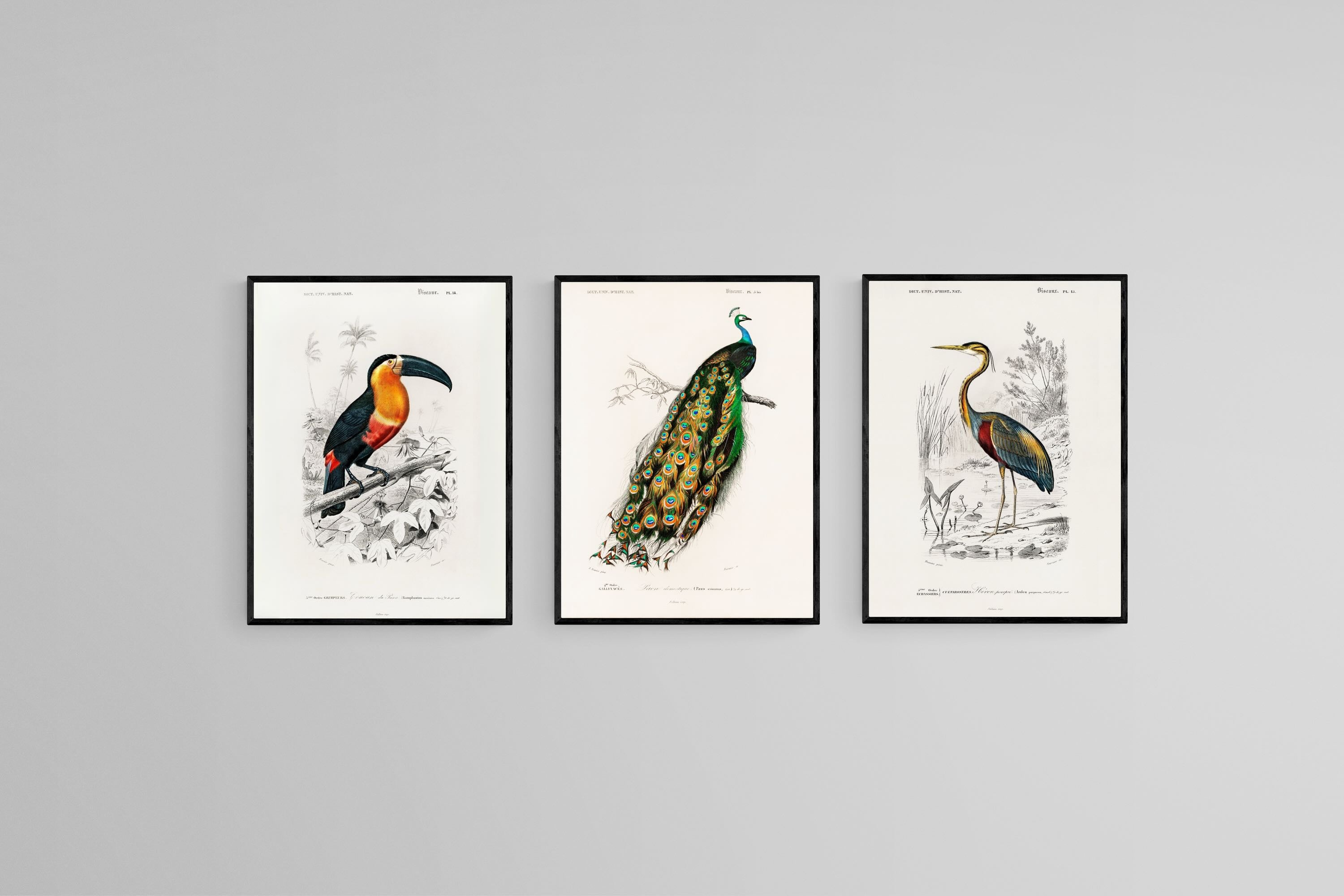 Charles Dessalines d’Orbigny Set