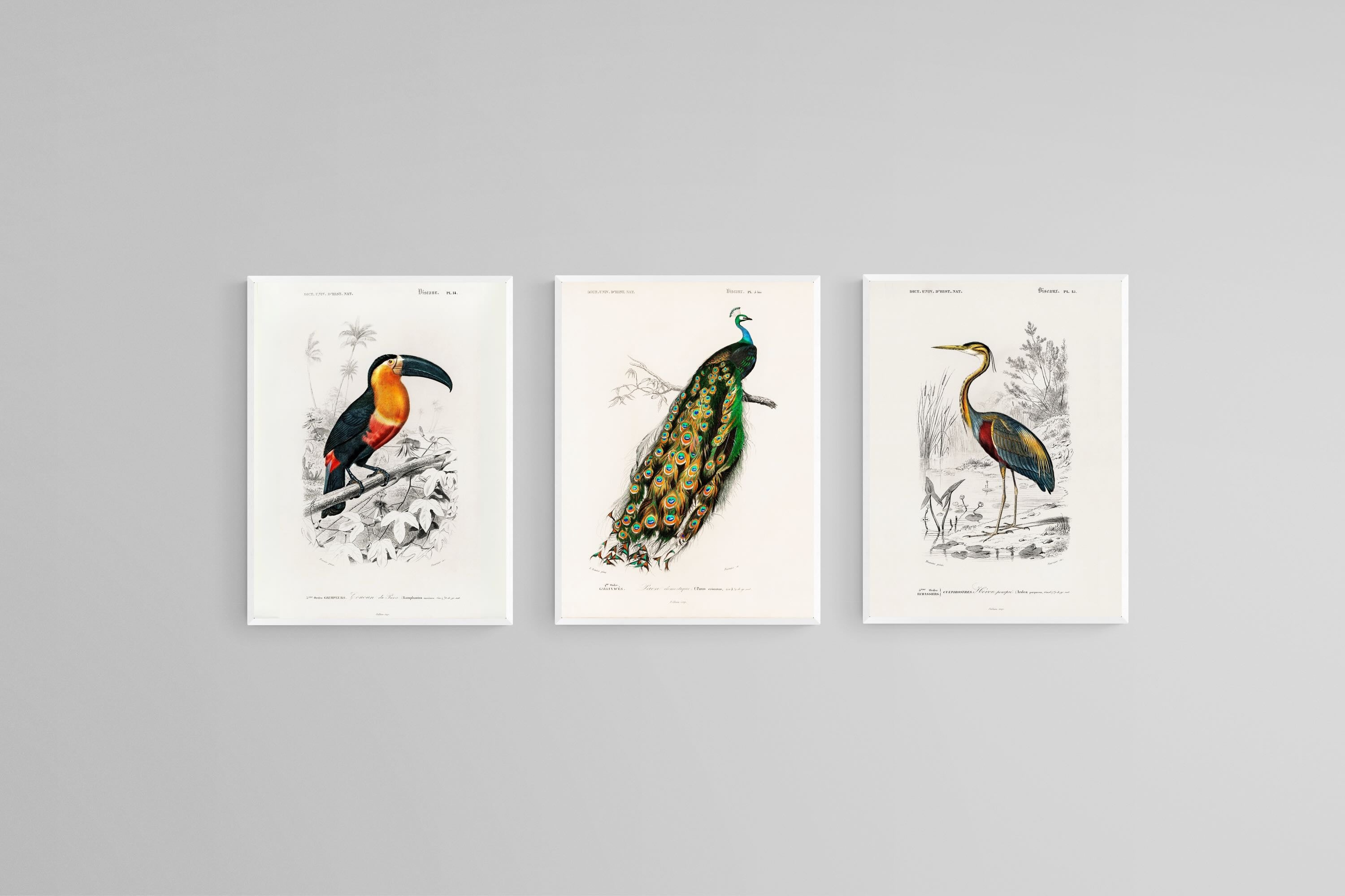 Charles Dessalines d’Orbigny Set