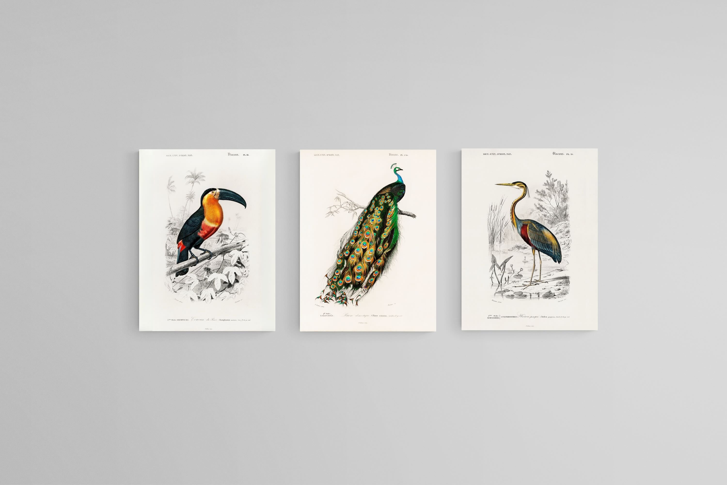 Charles Dessalines d’Orbigny Set