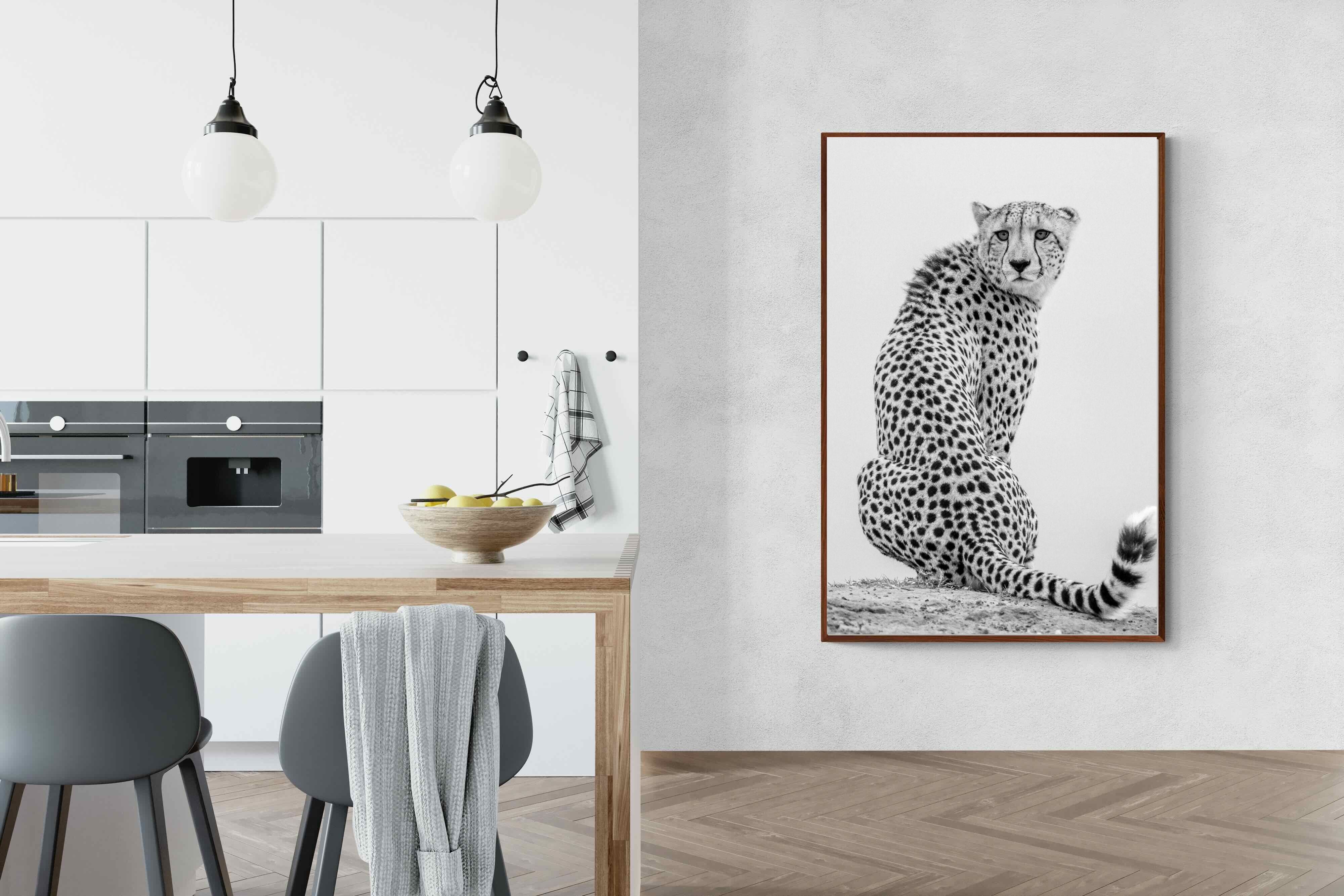 Pixalot Cheetah Glance