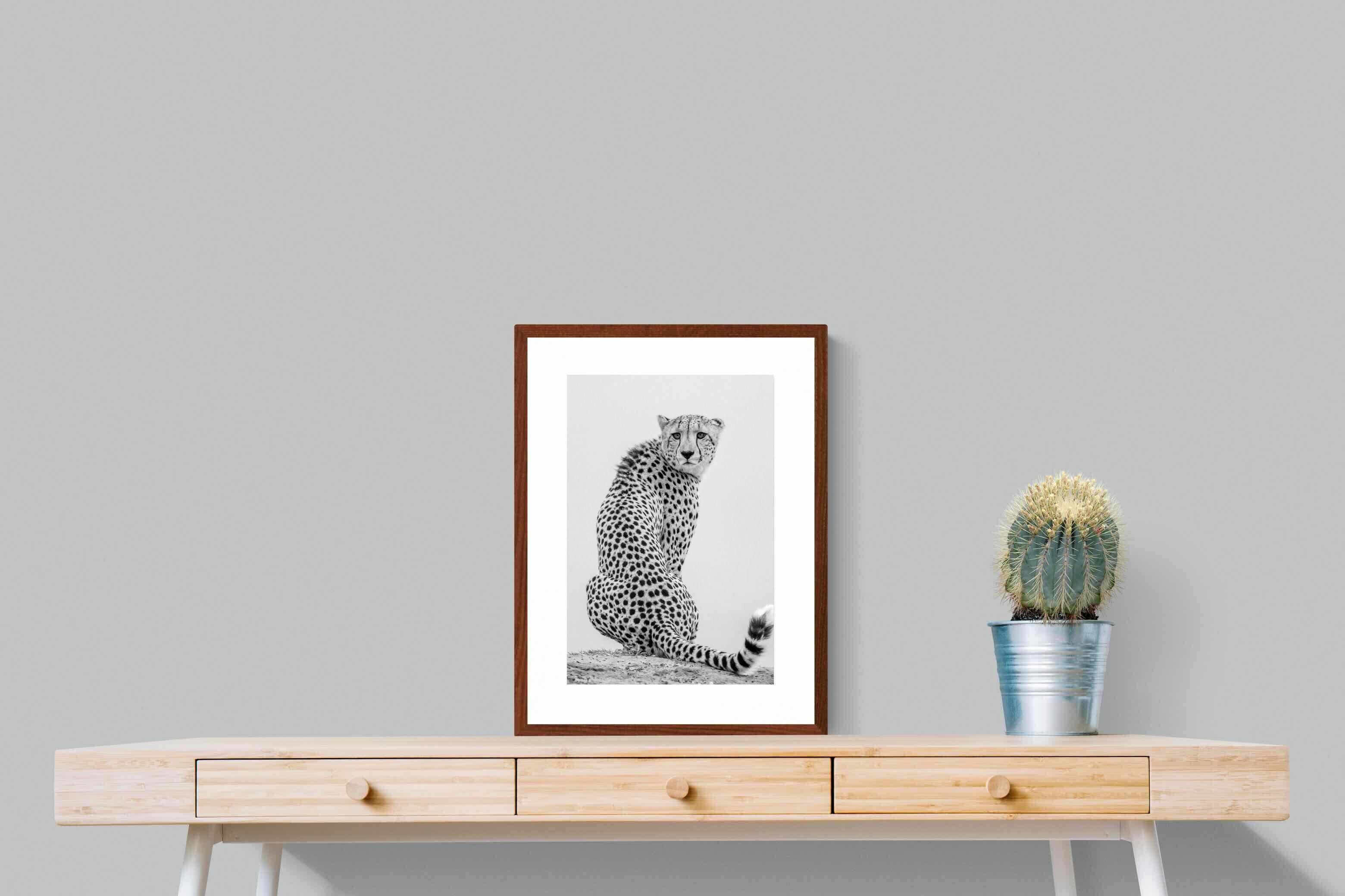 Pixalot Cheetah Glance