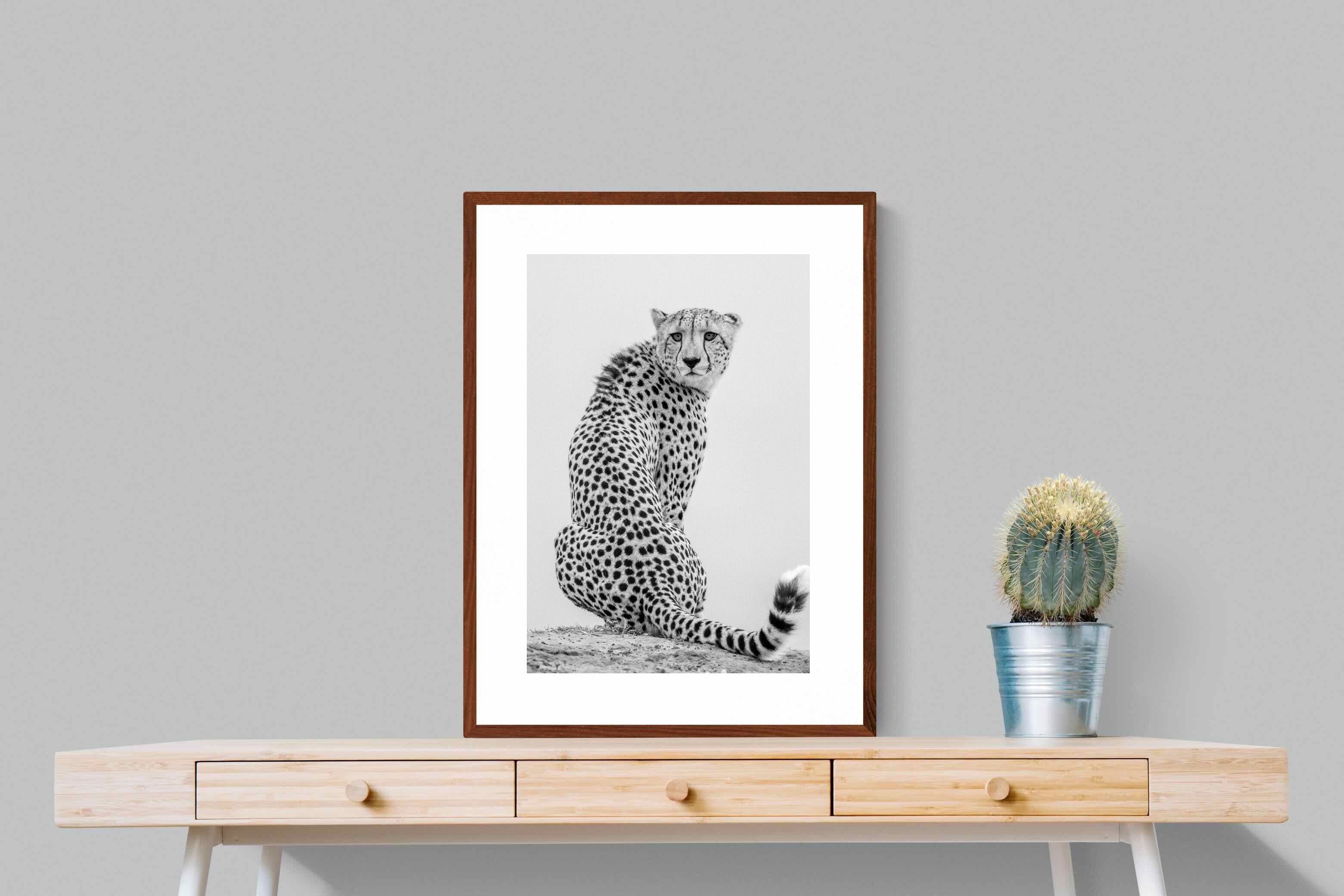 Pixalot Cheetah Glance