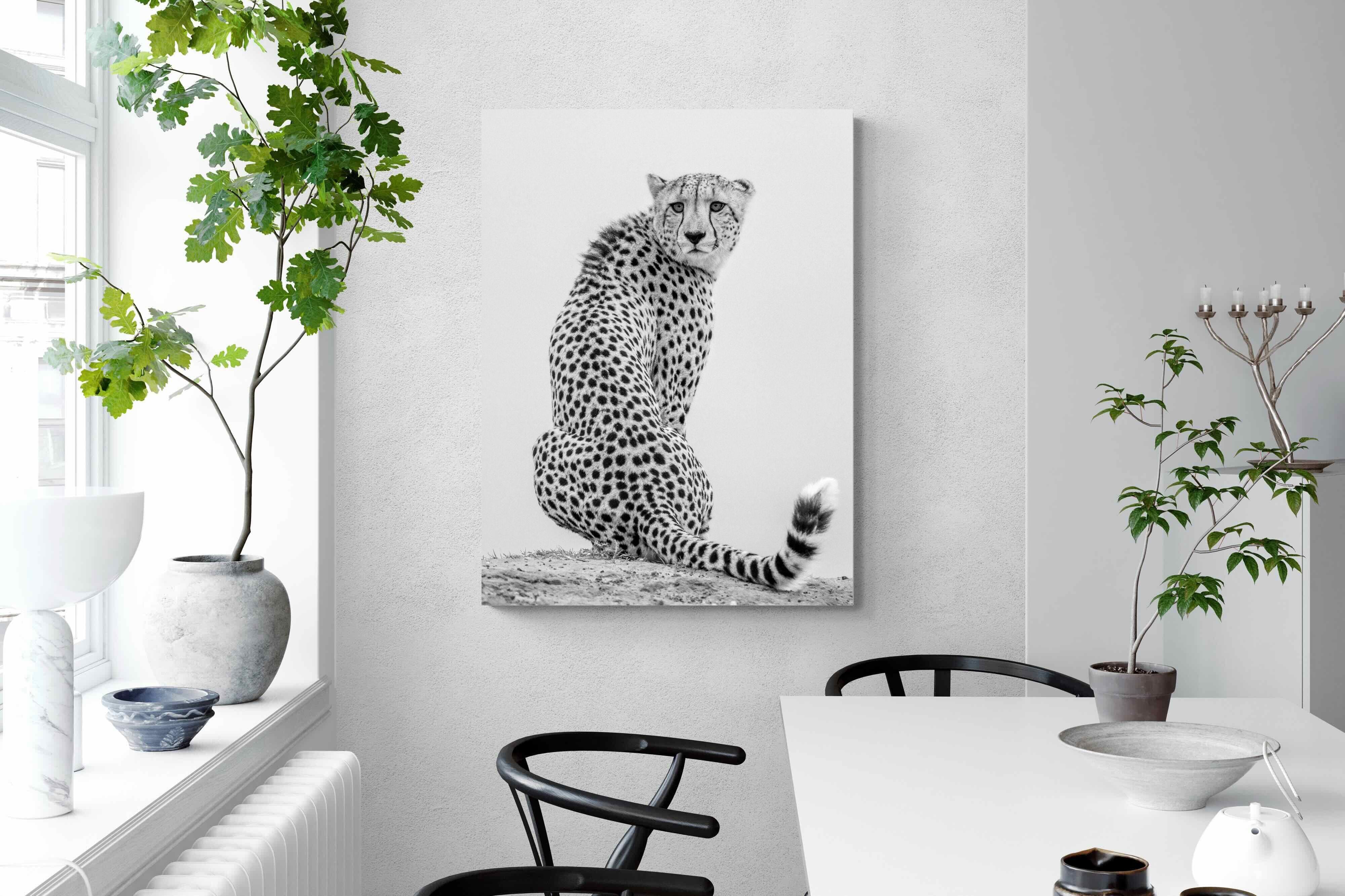 Pixalot Cheetah Glance