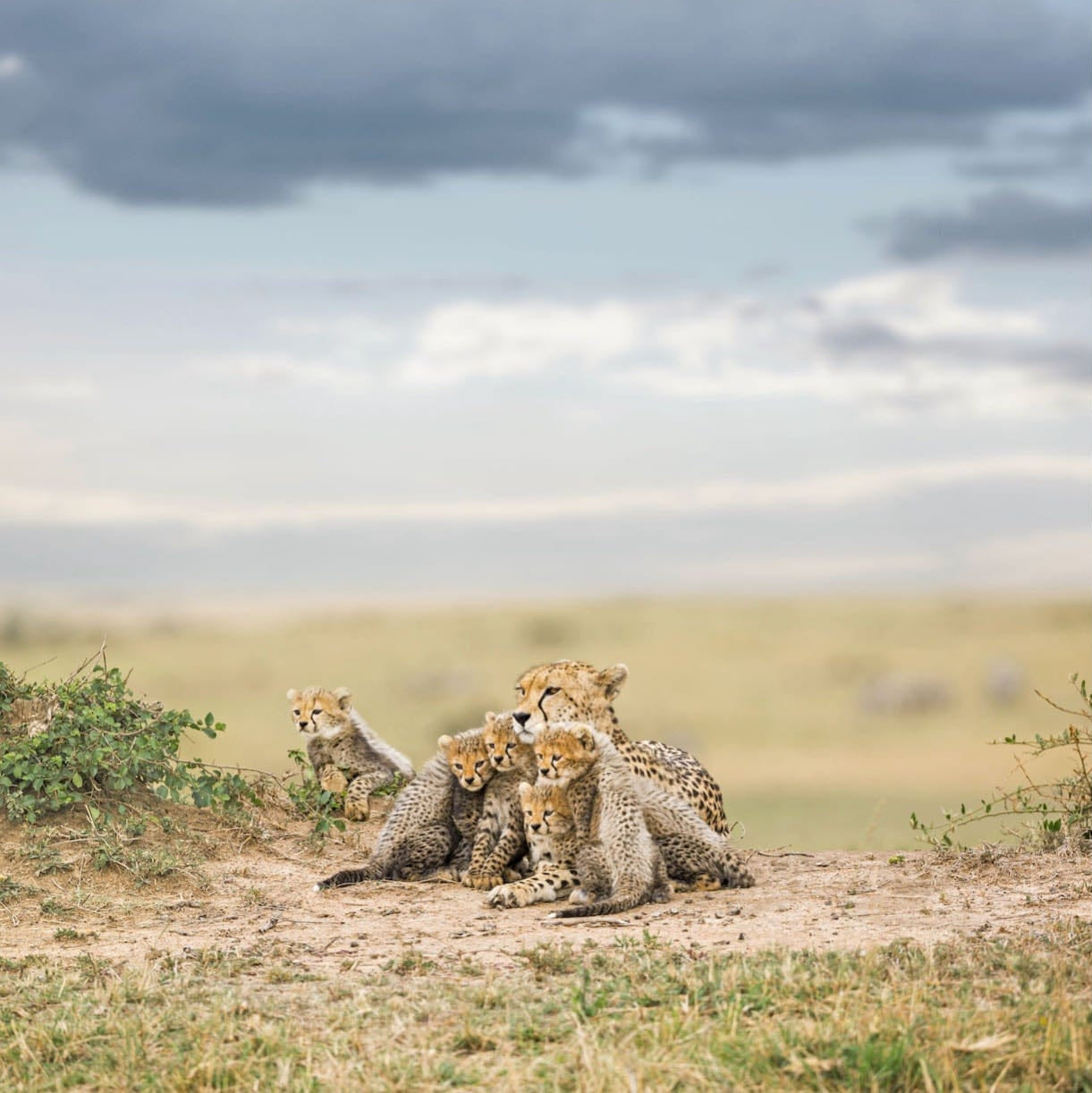 Cheetah Parenting