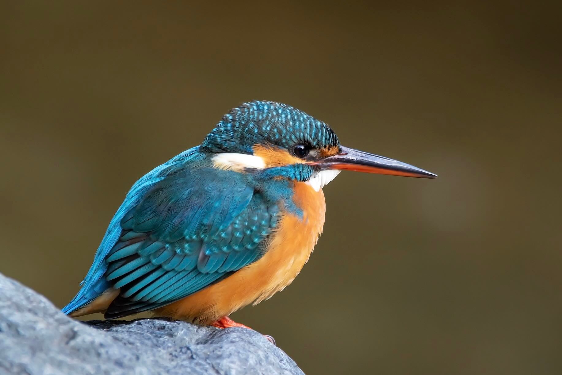 Common Kingfisher