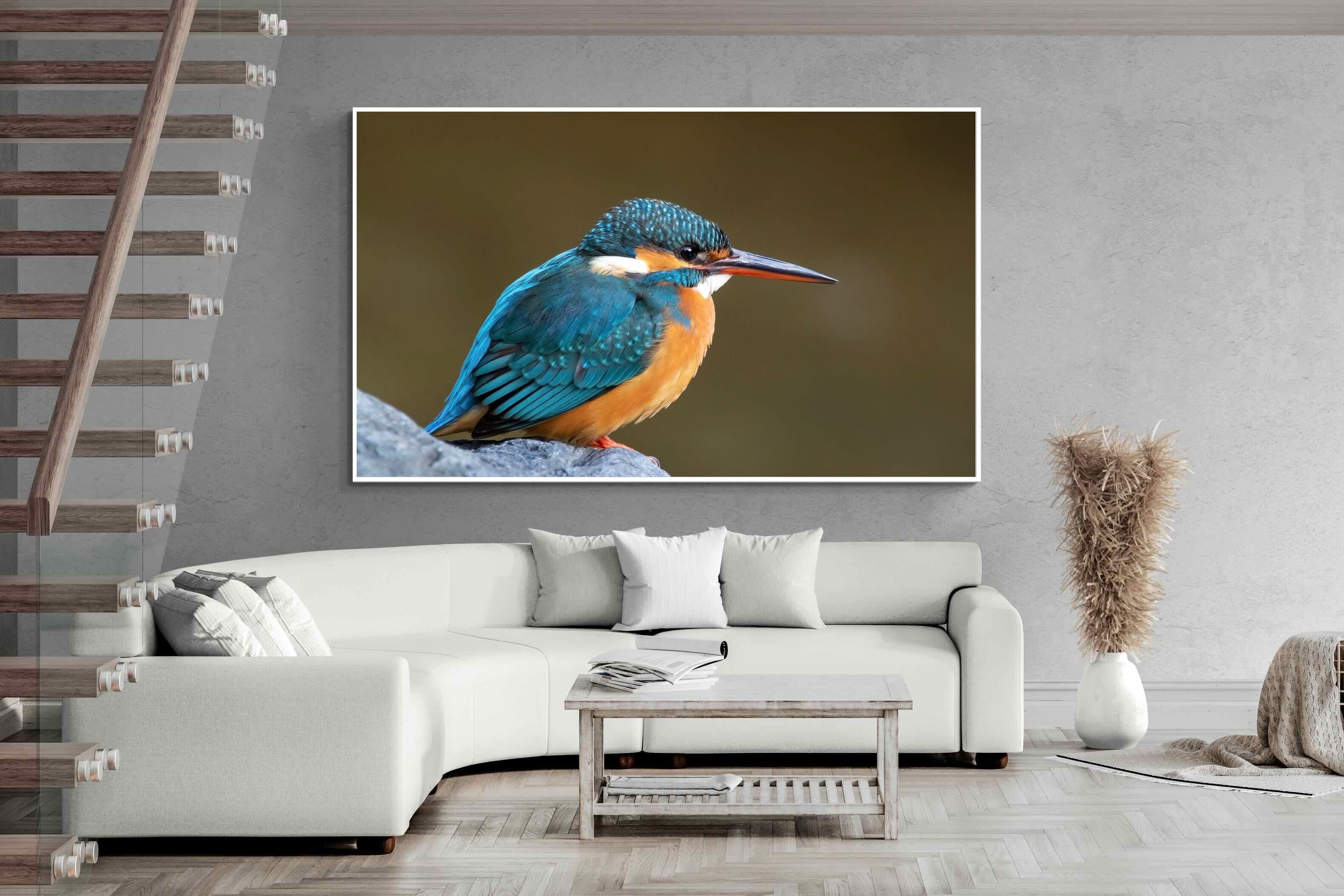 Pixalot Common Kingfisher