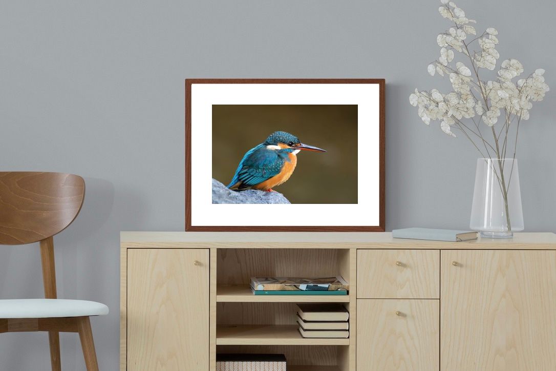 Pixalot Common Kingfisher