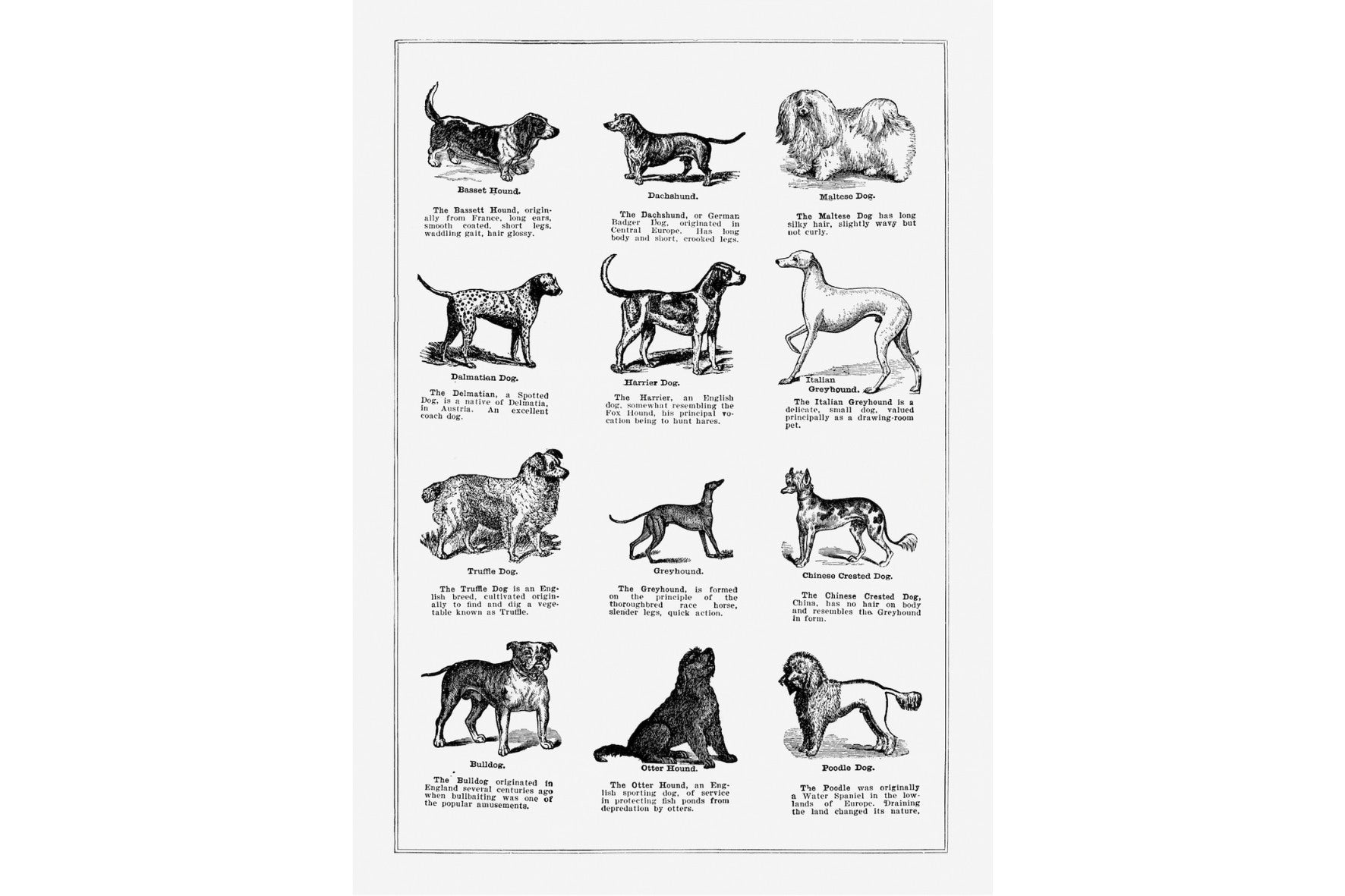 Dog Breeds