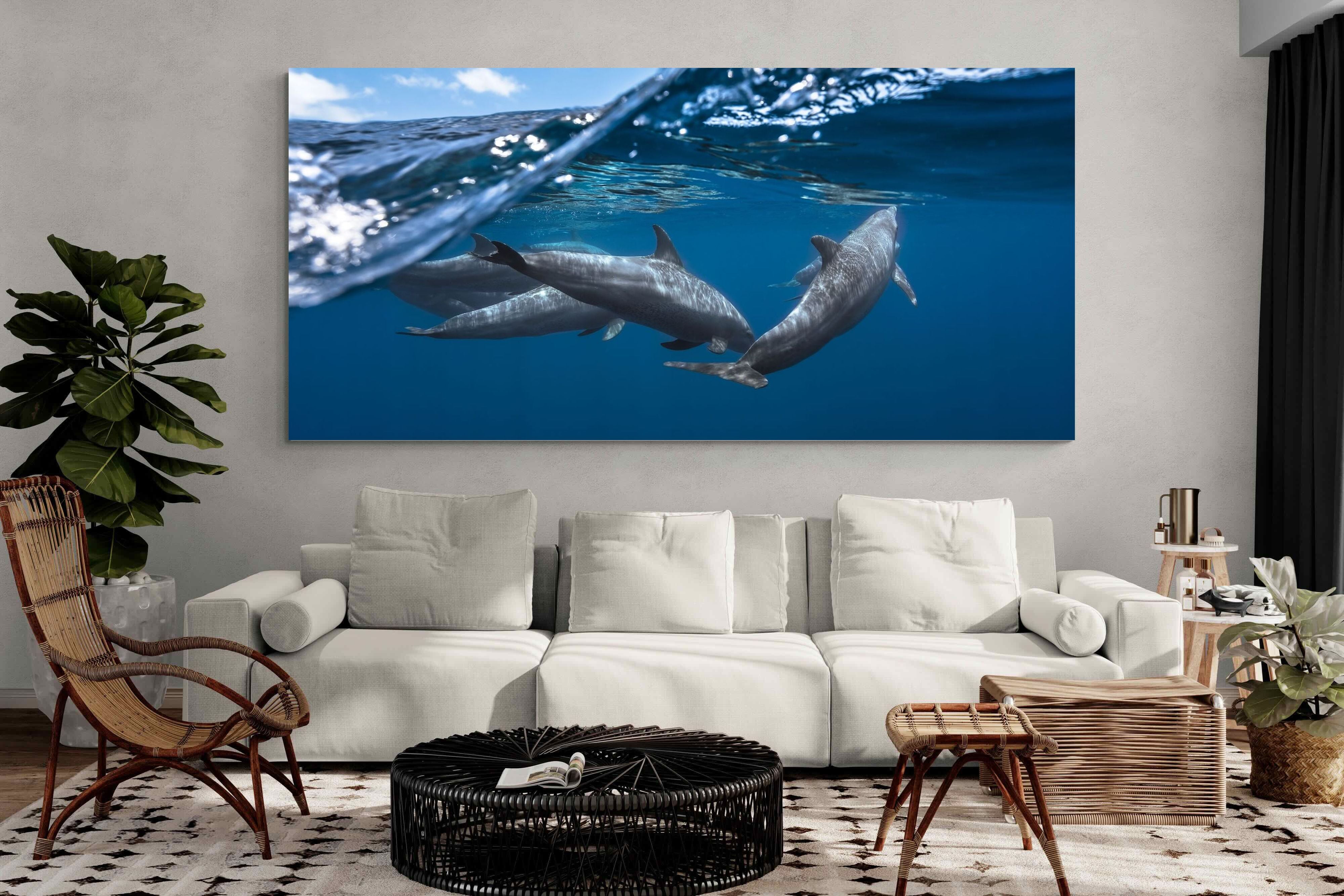 Pixalot Dolphin Trio