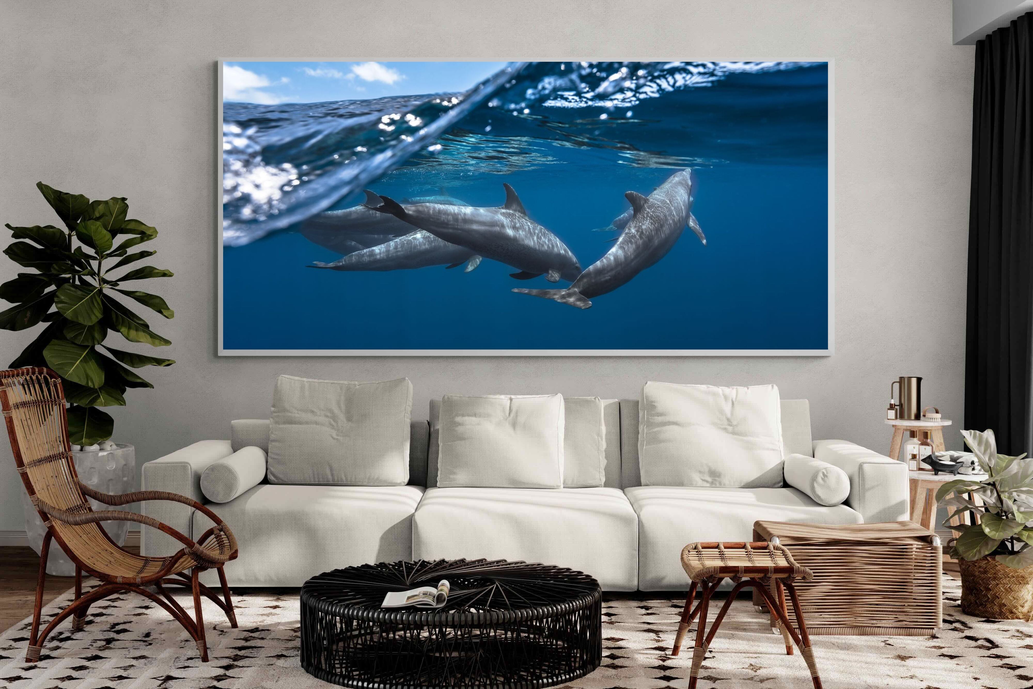 Pixalot Dolphin Trio