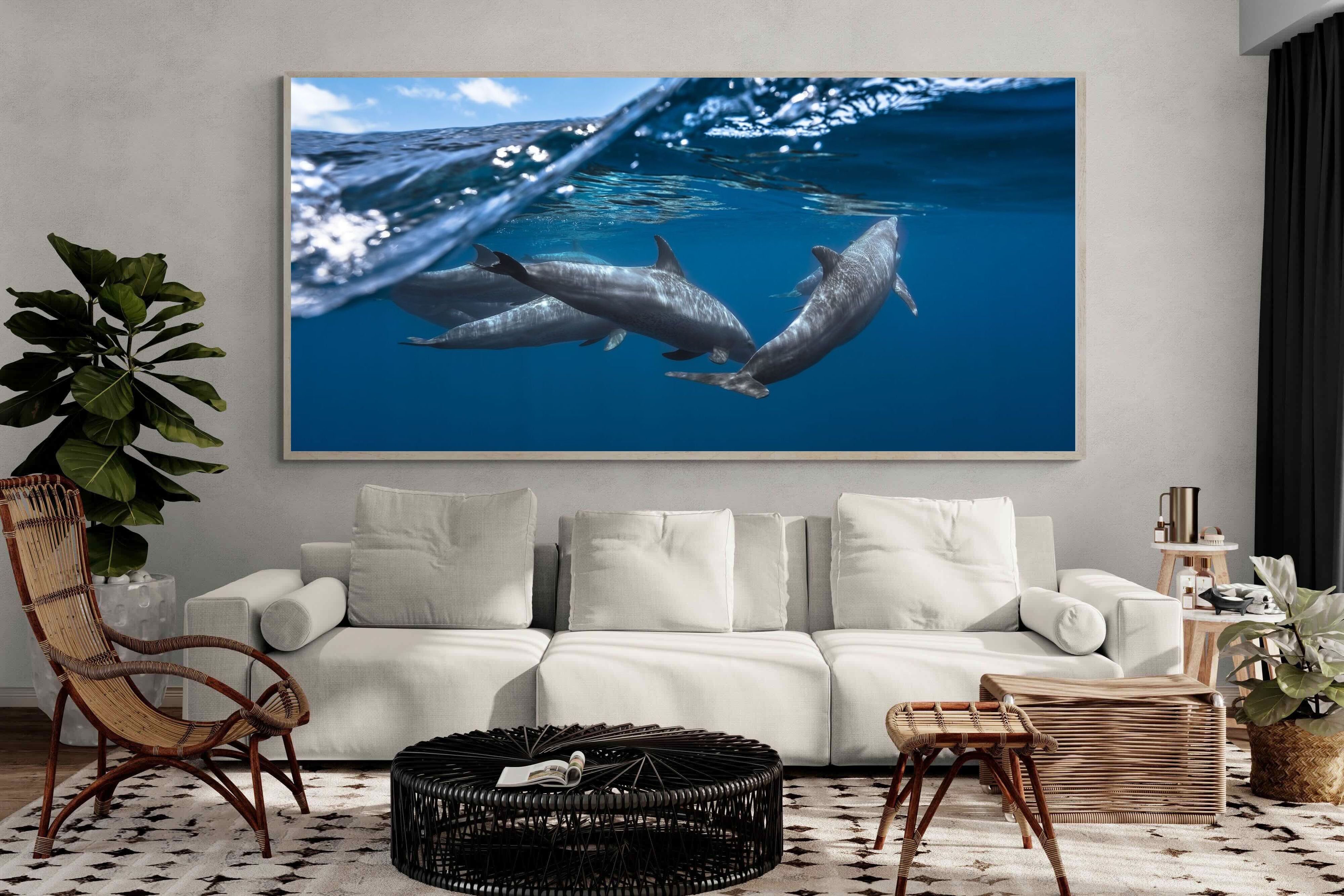 Pixalot Dolphin Trio