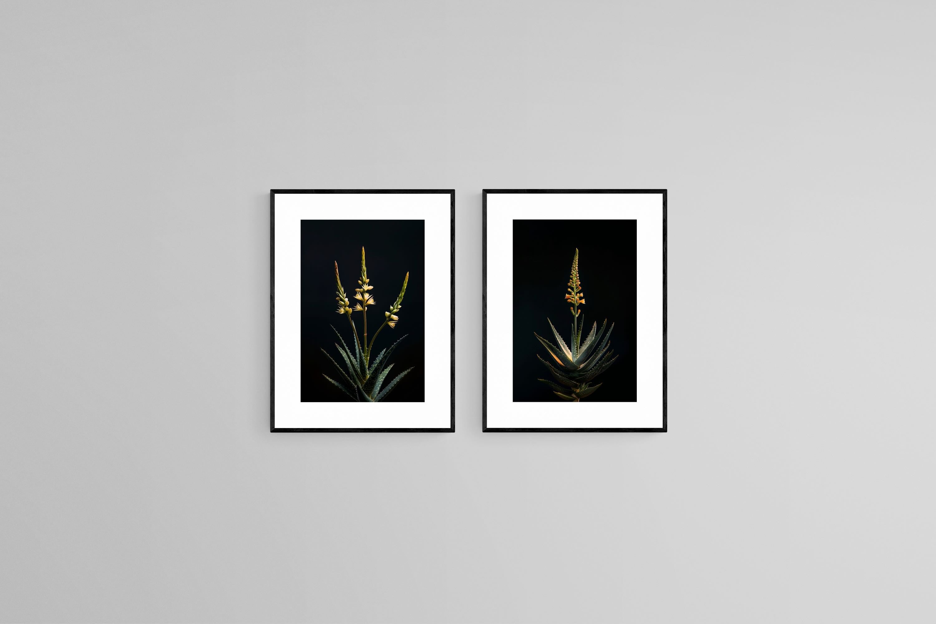 Dramatic Aloe Set
