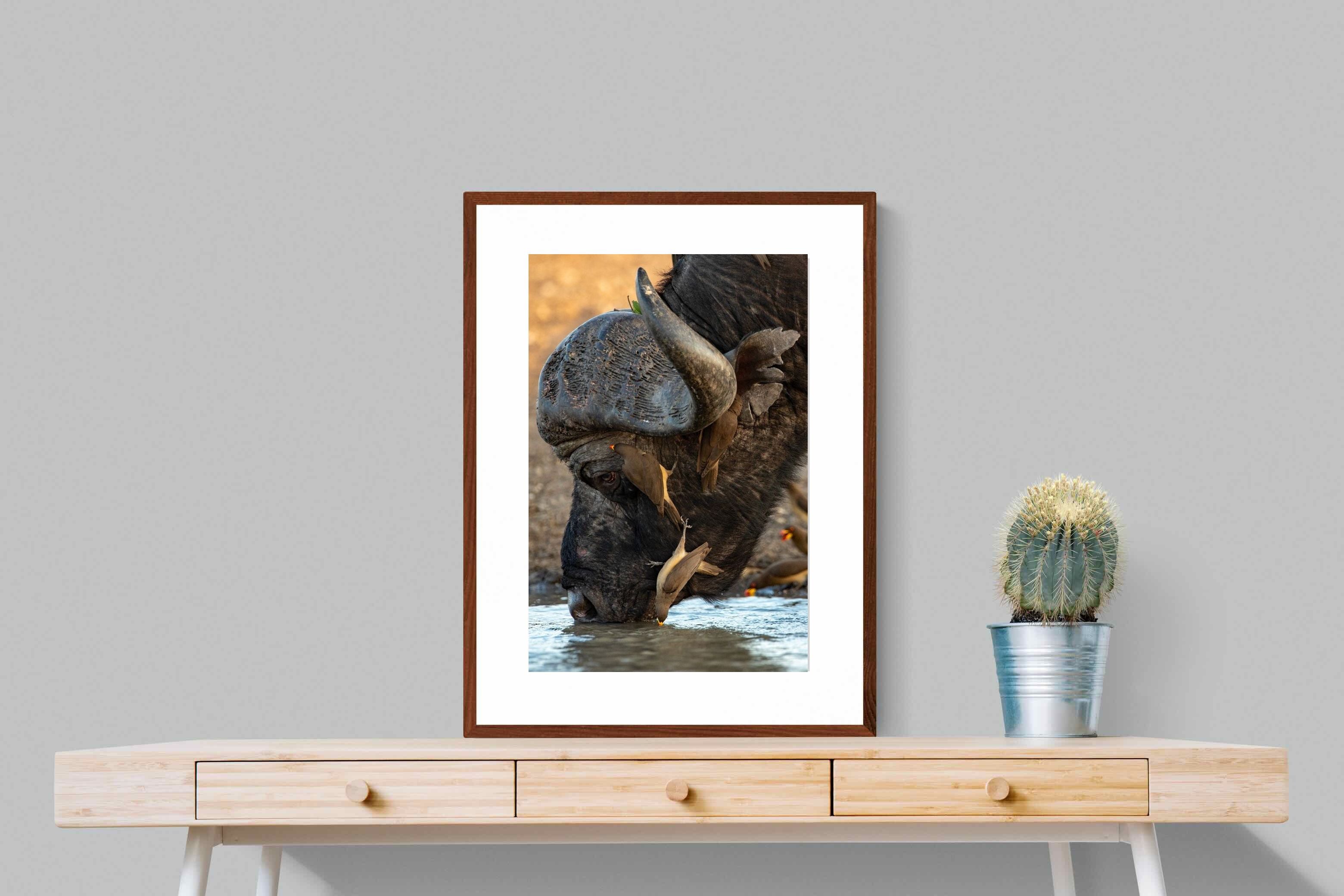 Pixalot Drinking Buffalo