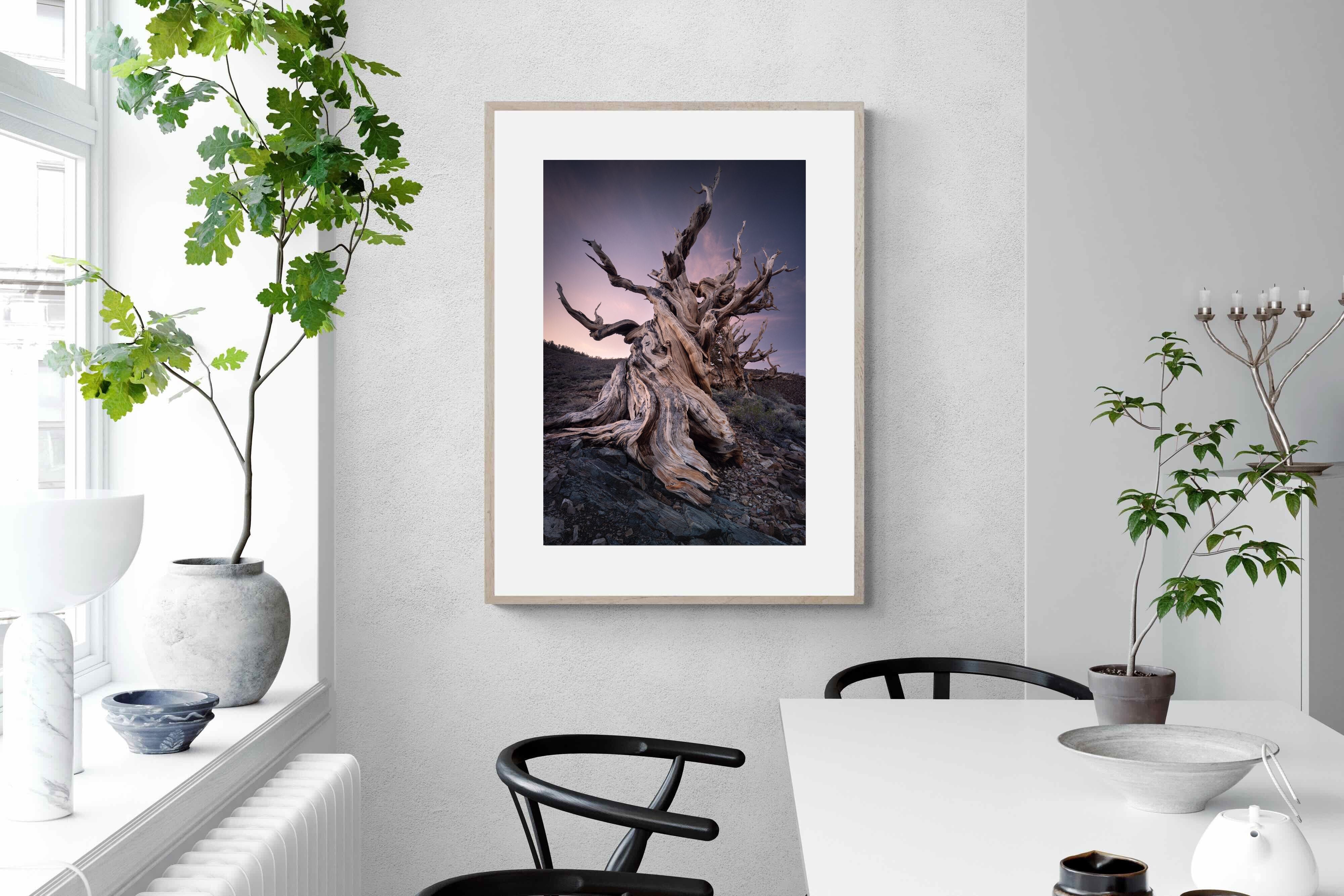 Pixalot Eternal Grain