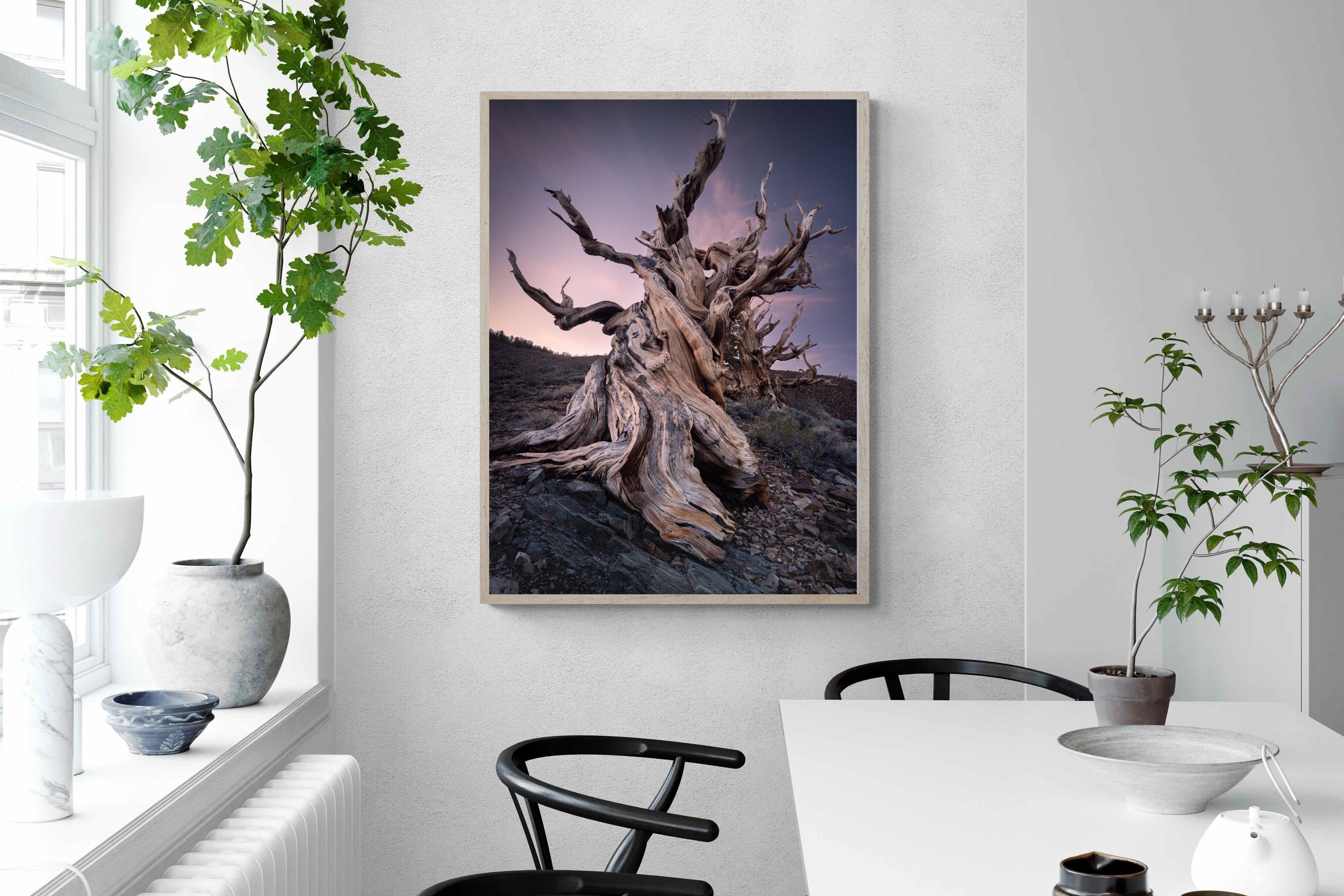 Pixalot Eternal Grain