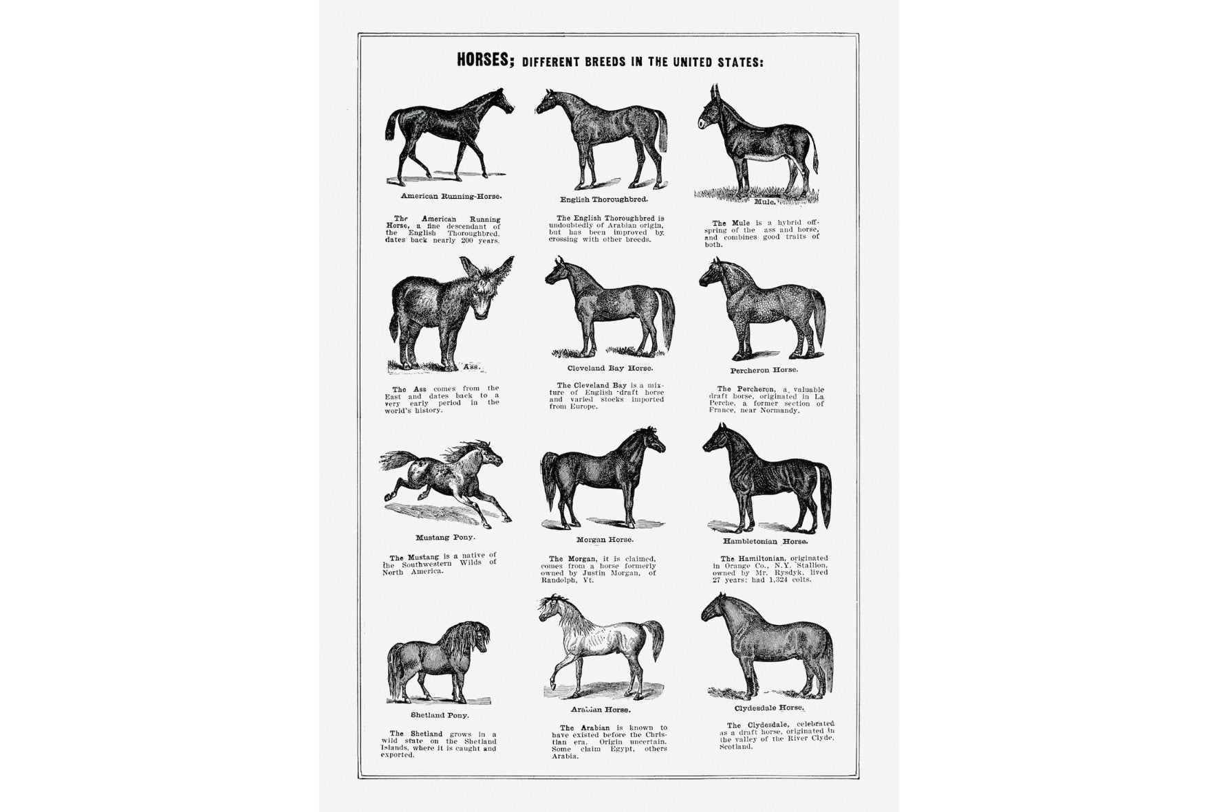 Horse Breeds