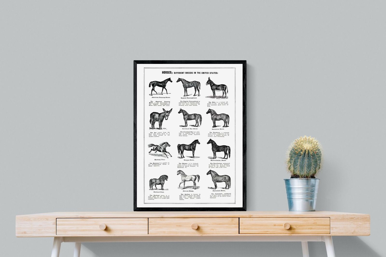 Pixalot Horse Breeds