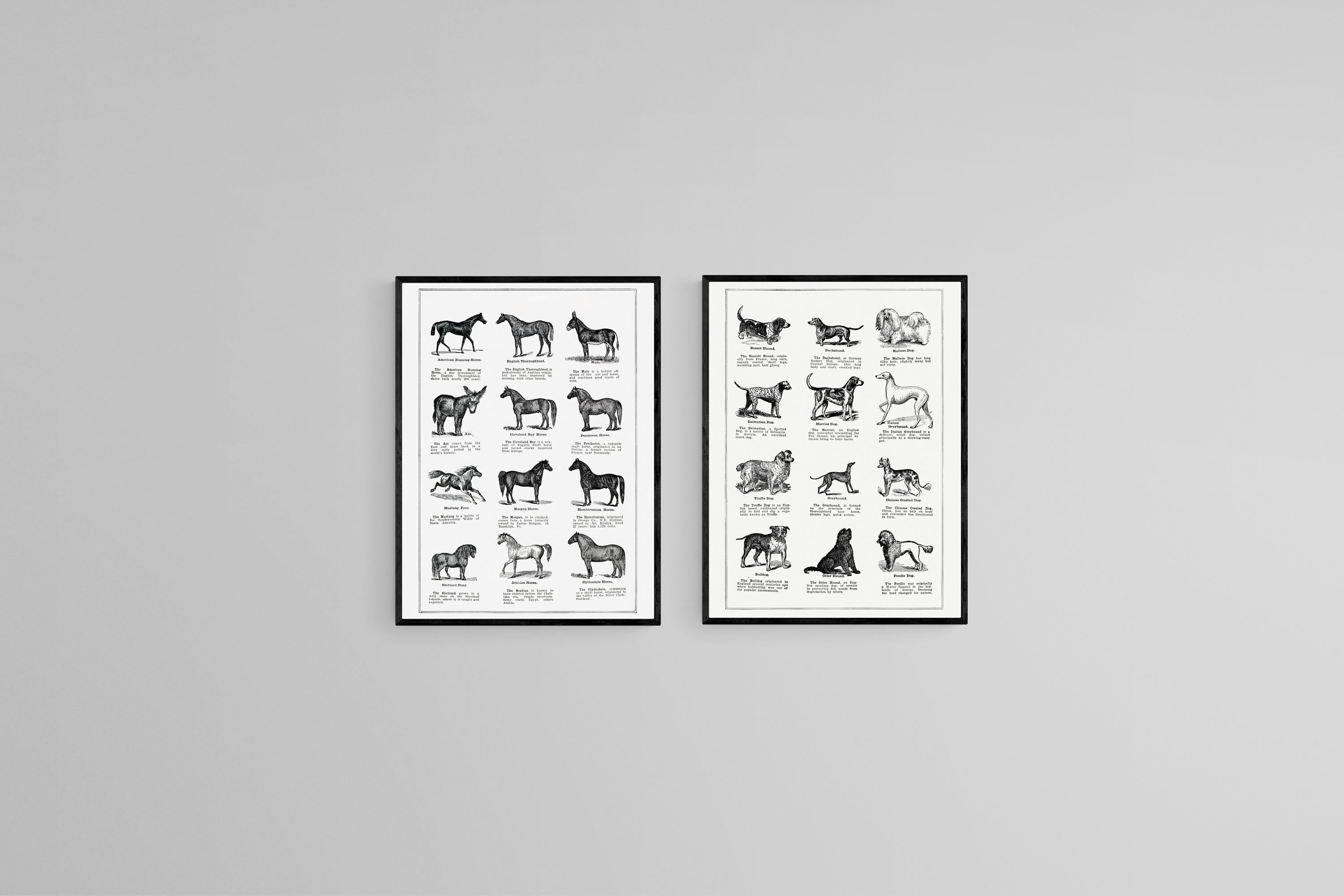 Horse & Dog Breeds