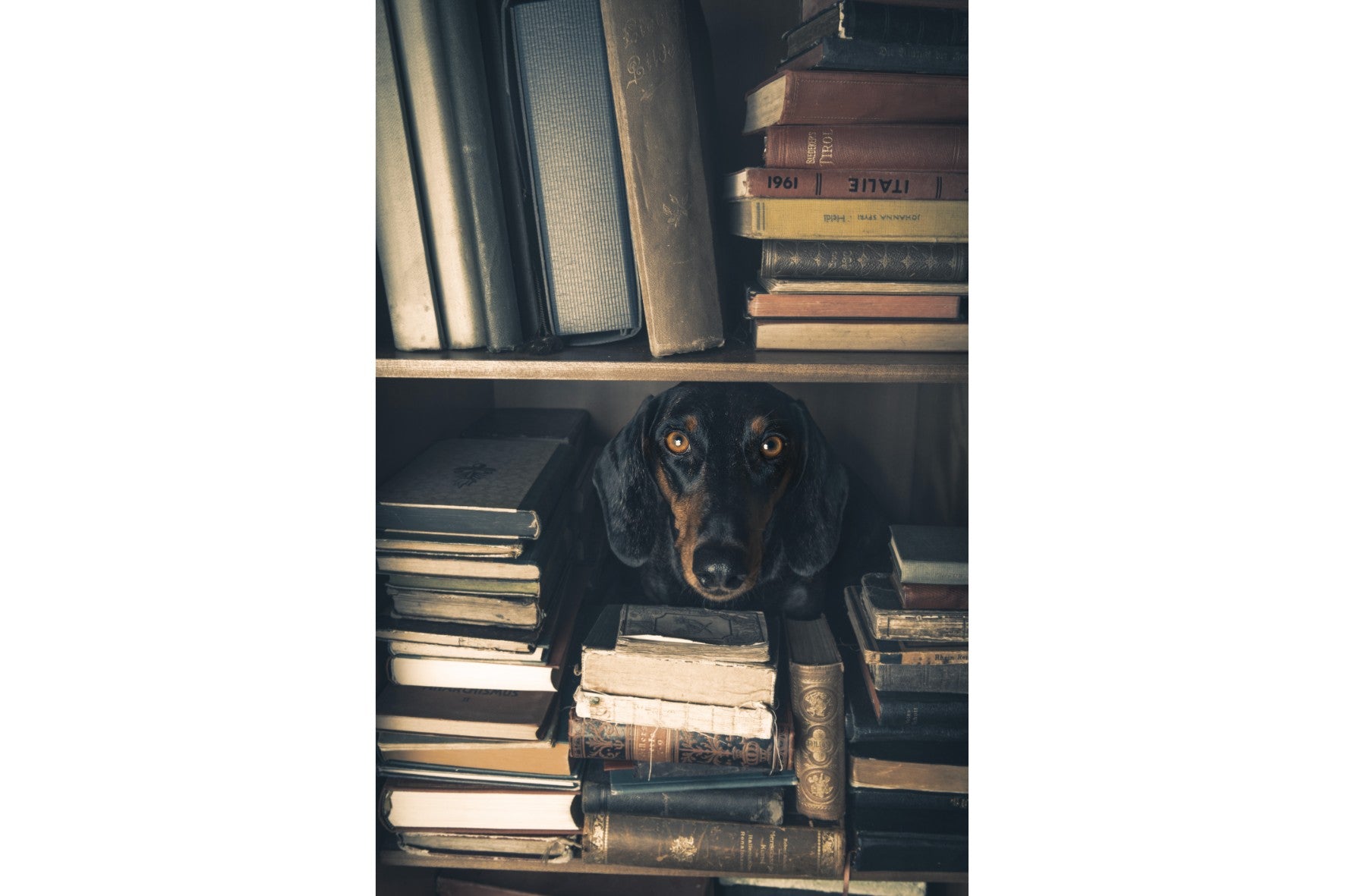 Hound Among Books