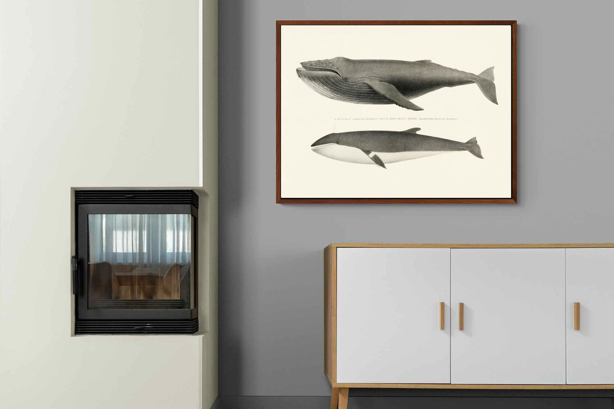 Pixalot ® Humpback & Minke Whales