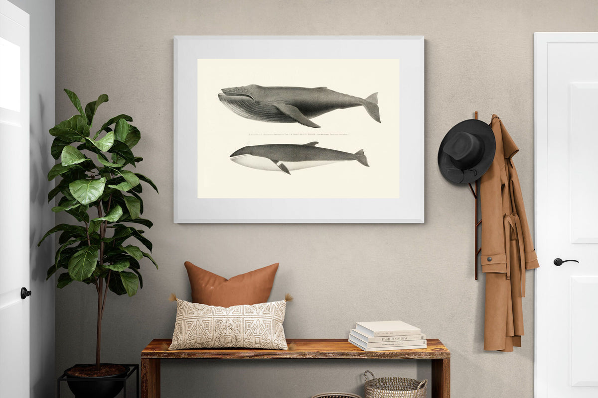 Pixalot ® Humpback & Minke Whales