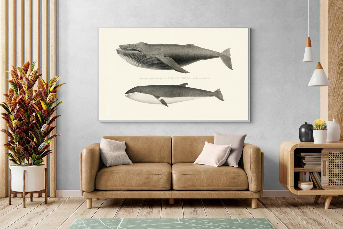 Pixalot ® Humpback & Minke Whales