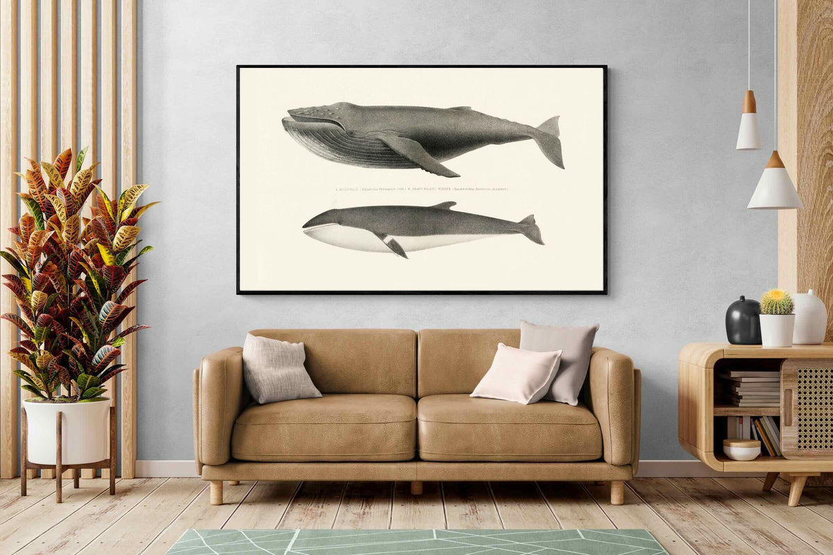 Pixalot ® Humpback & Minke Whales