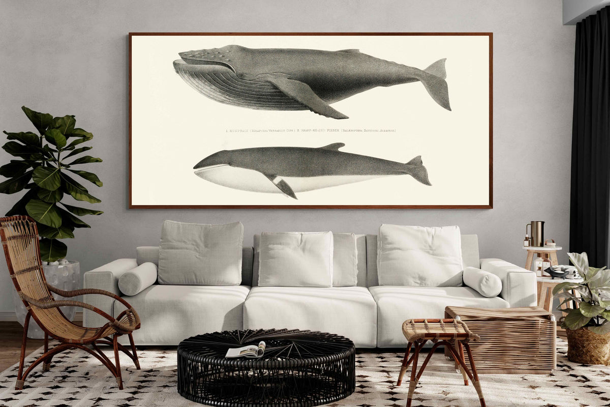 Pixalot ® Humpback & Minke Whales