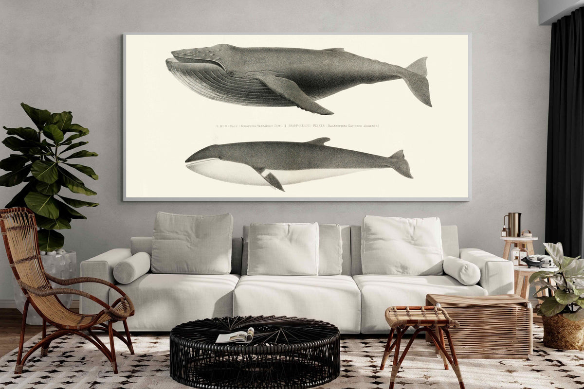 Pixalot ® Humpback & Minke Whales
