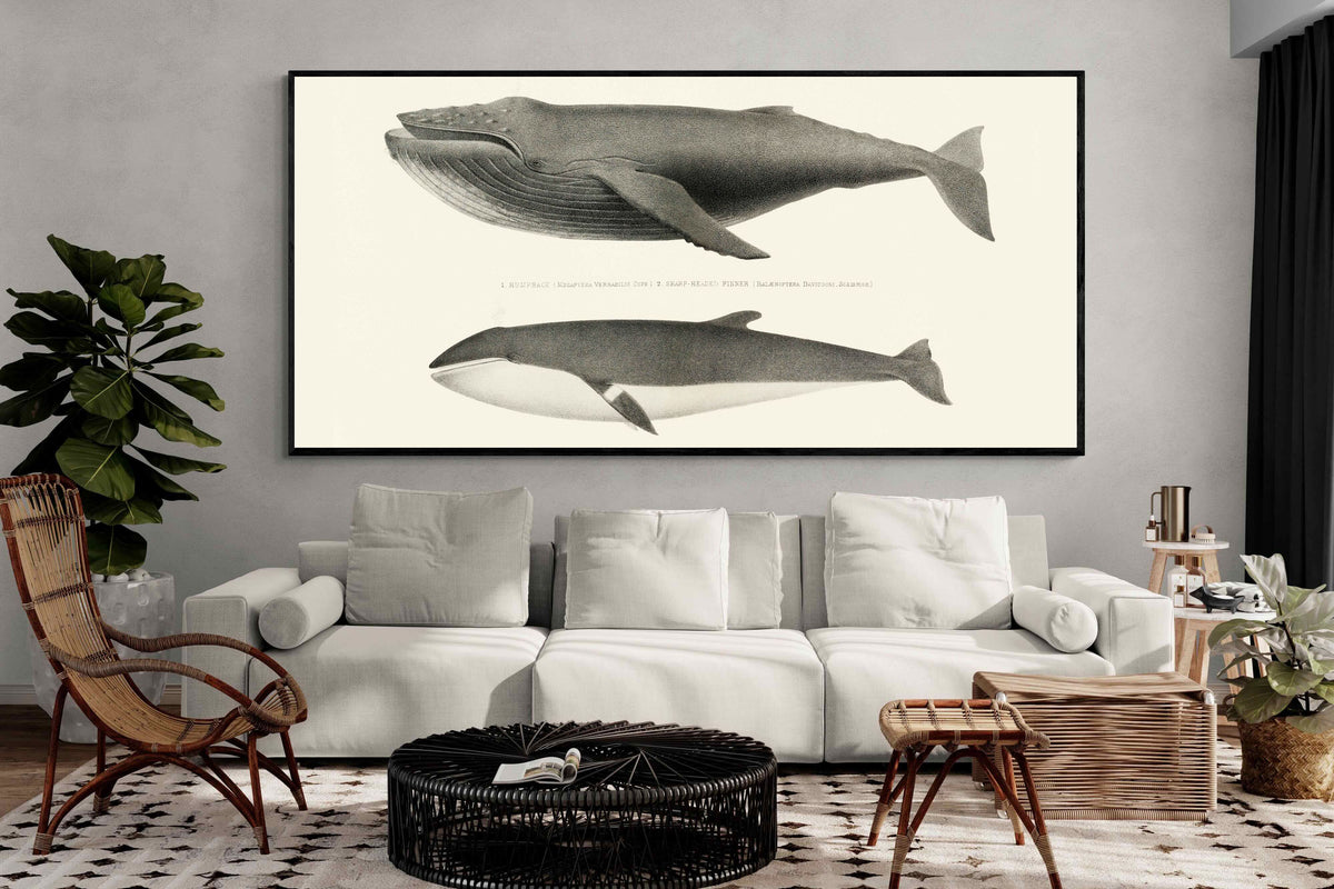 Pixalot ® Humpback & Minke Whales