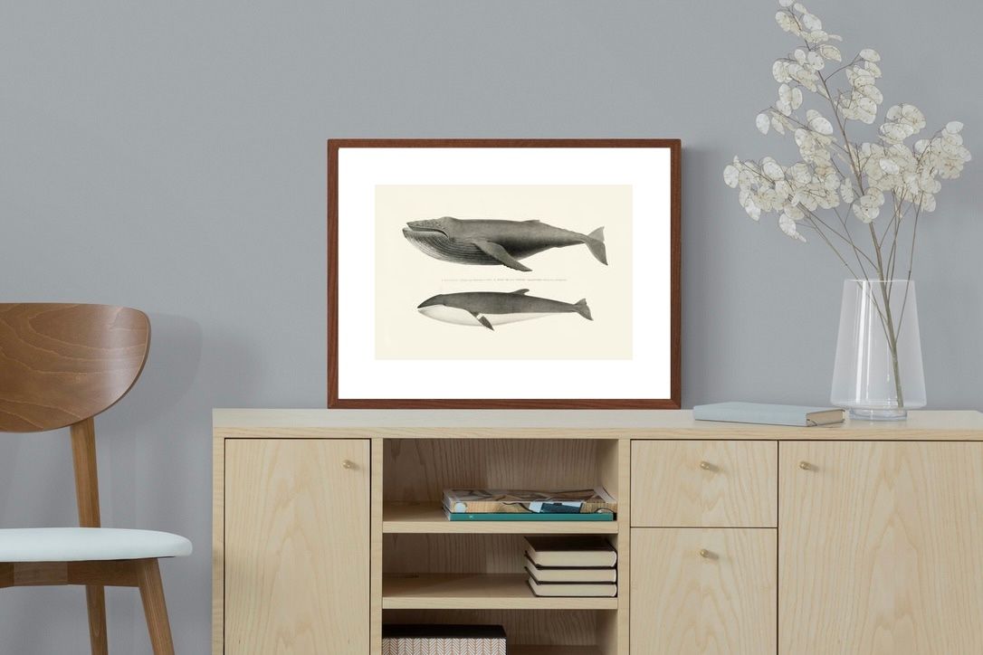 Pixalot ® Humpback & Minke Whales