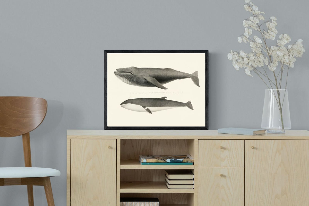 Pixalot ® Humpback & Minke Whales