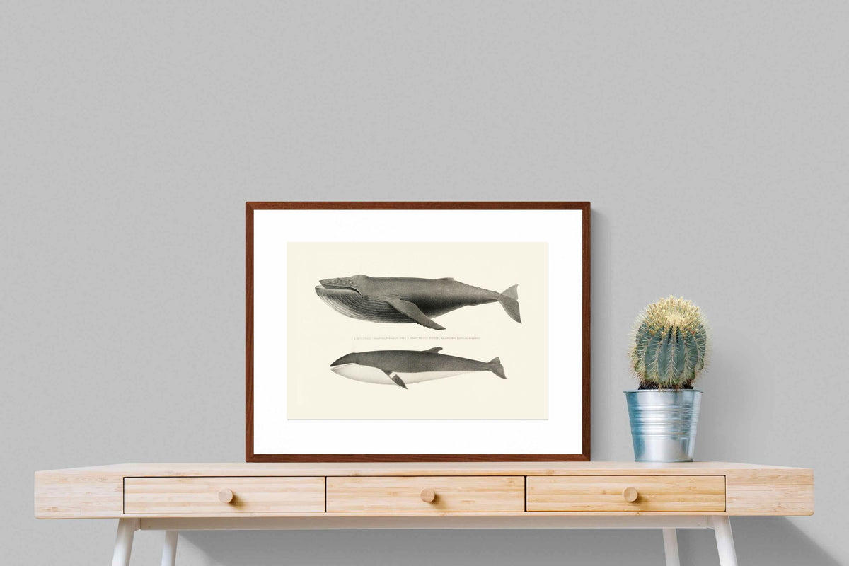 Pixalot ® Humpback & Minke Whales