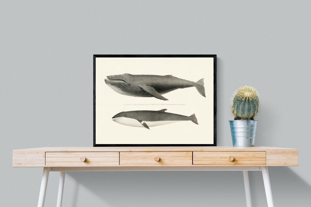 Pixalot ® Humpback & Minke Whales