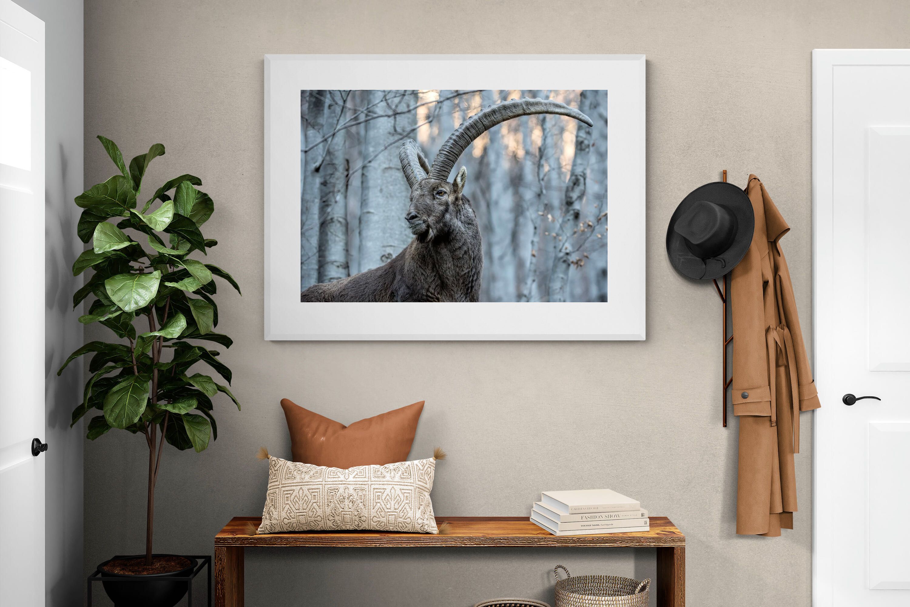 Pixalot Ibex