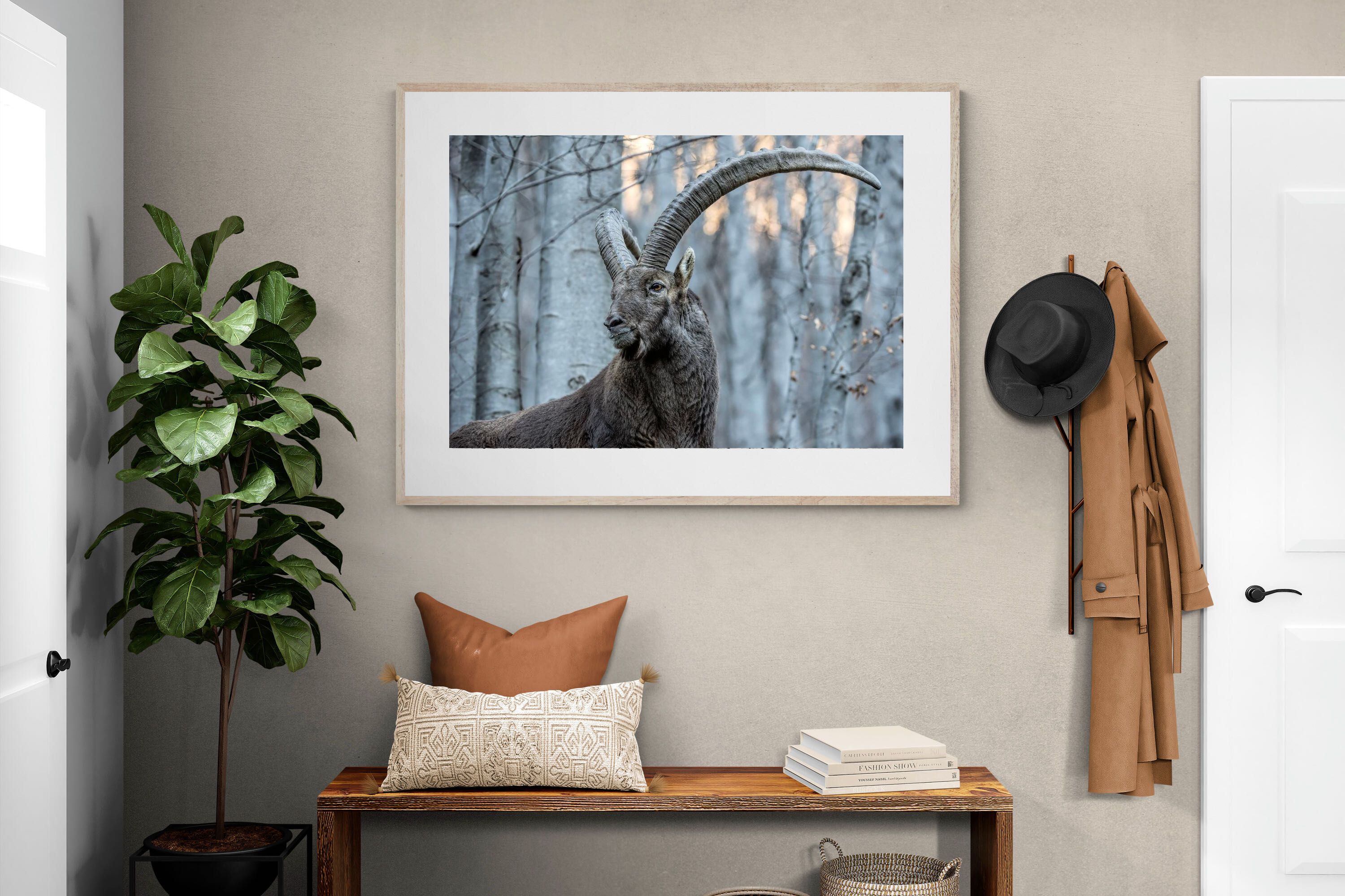 Pixalot Ibex