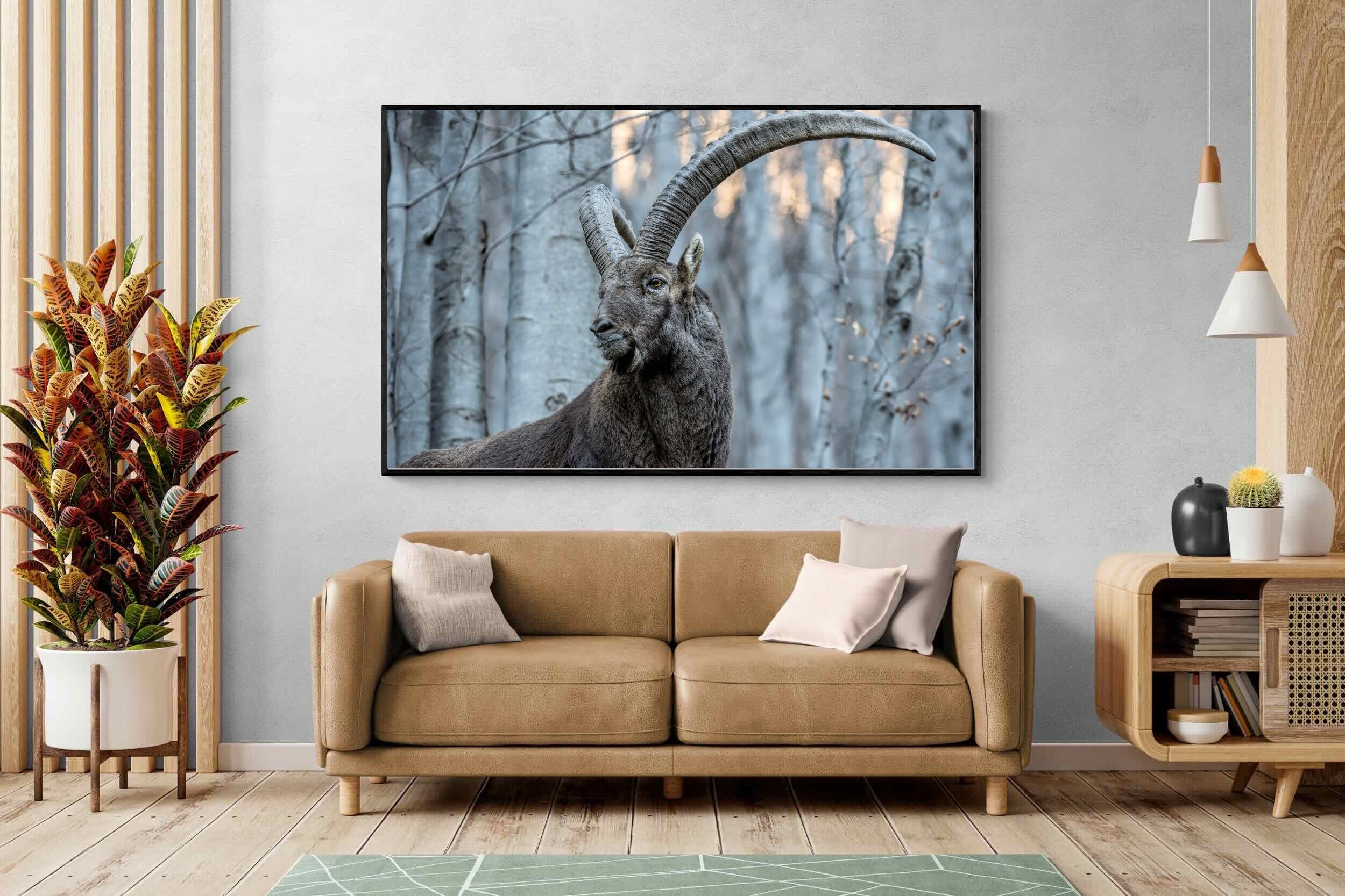 Pixalot Ibex