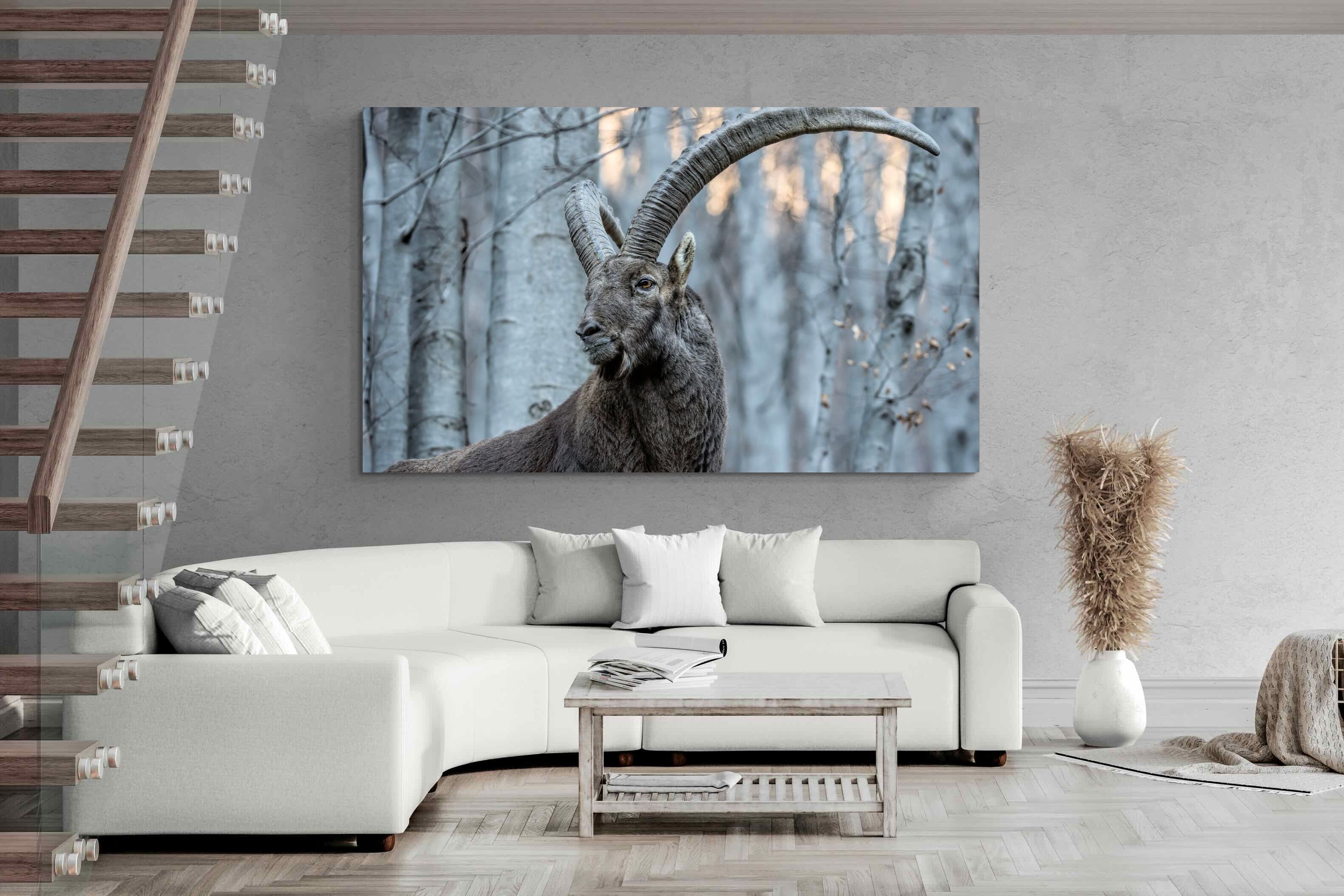 Pixalot Ibex