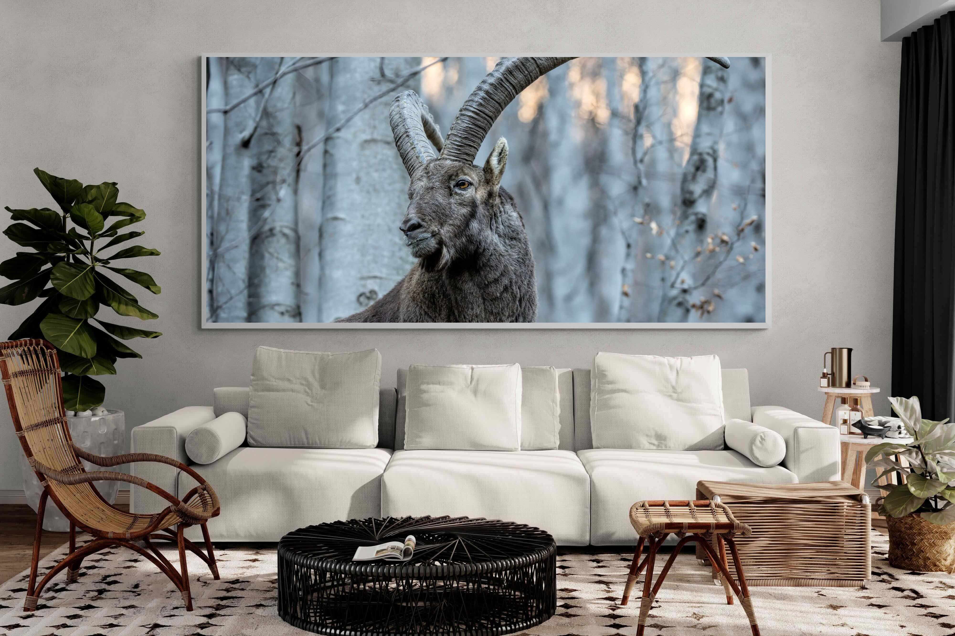 Pixalot Ibex