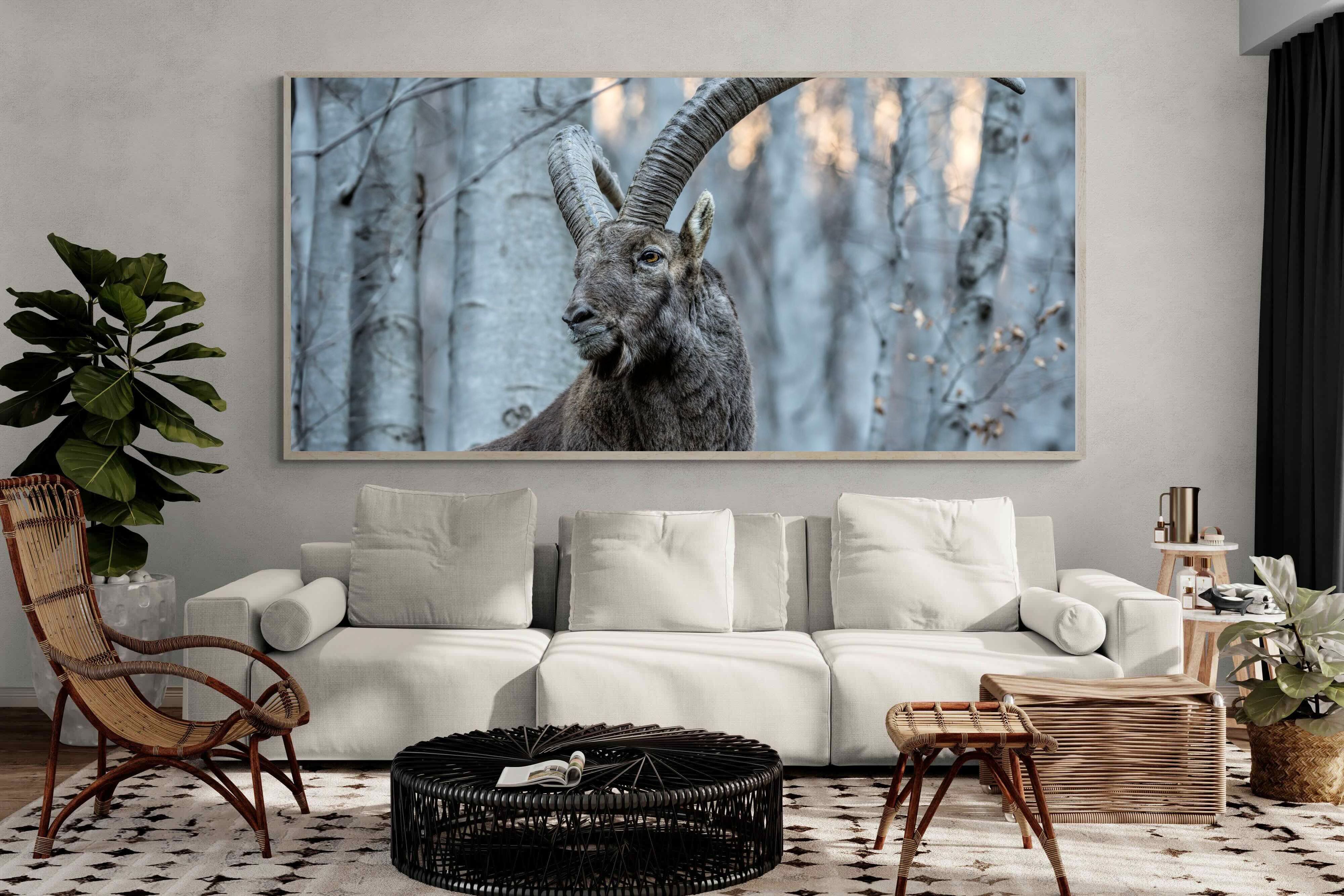 Pixalot Ibex