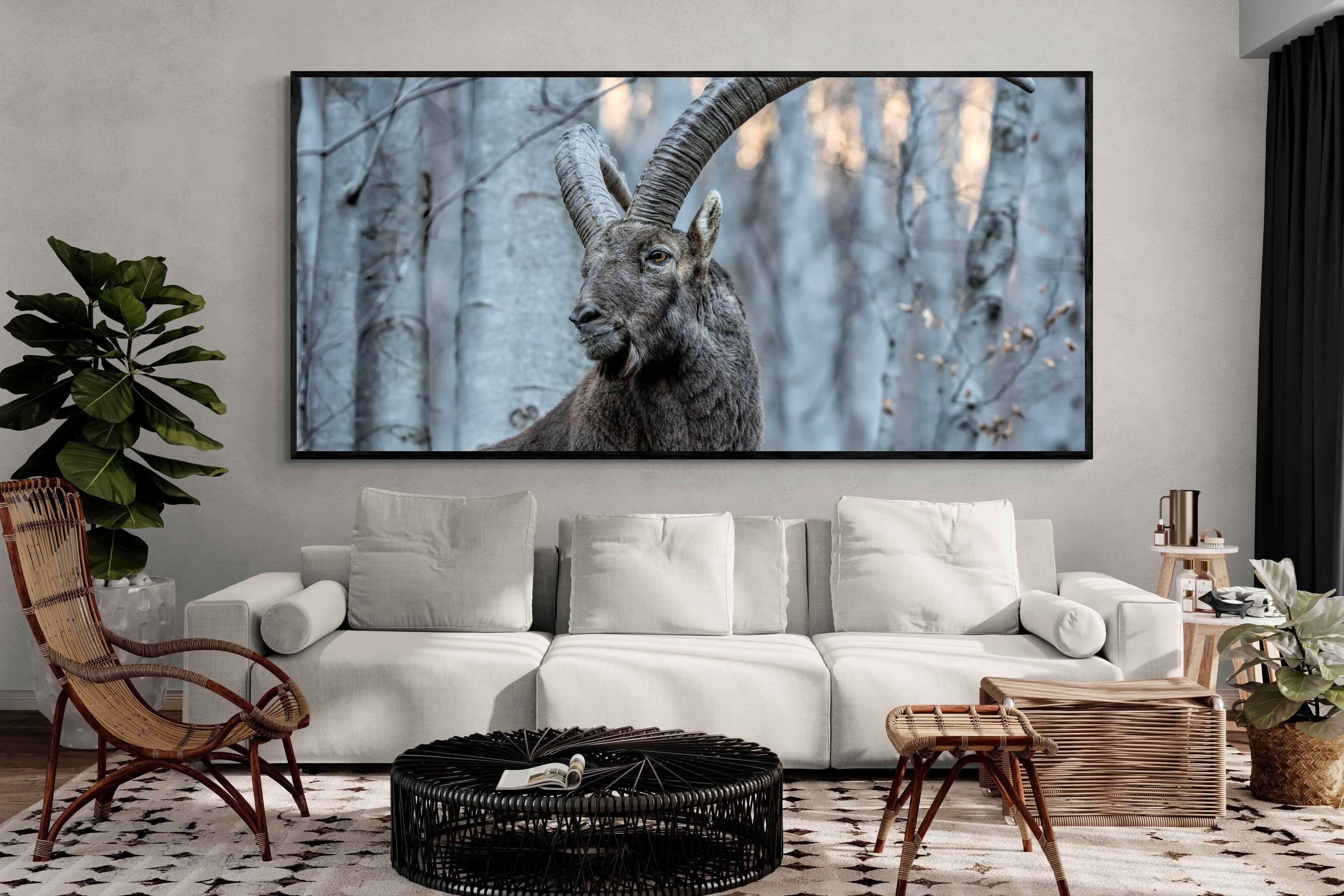 Pixalot Ibex
