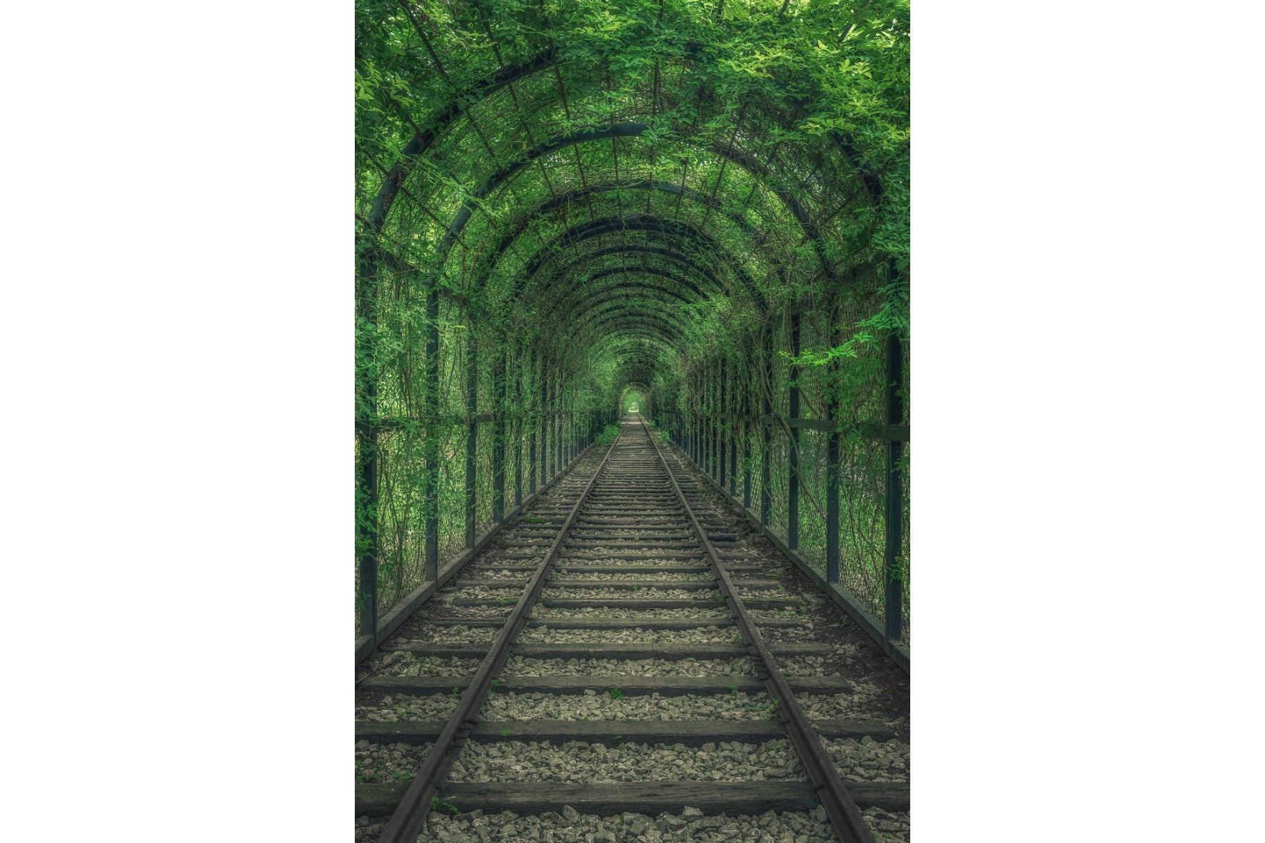Ivy Tunnel