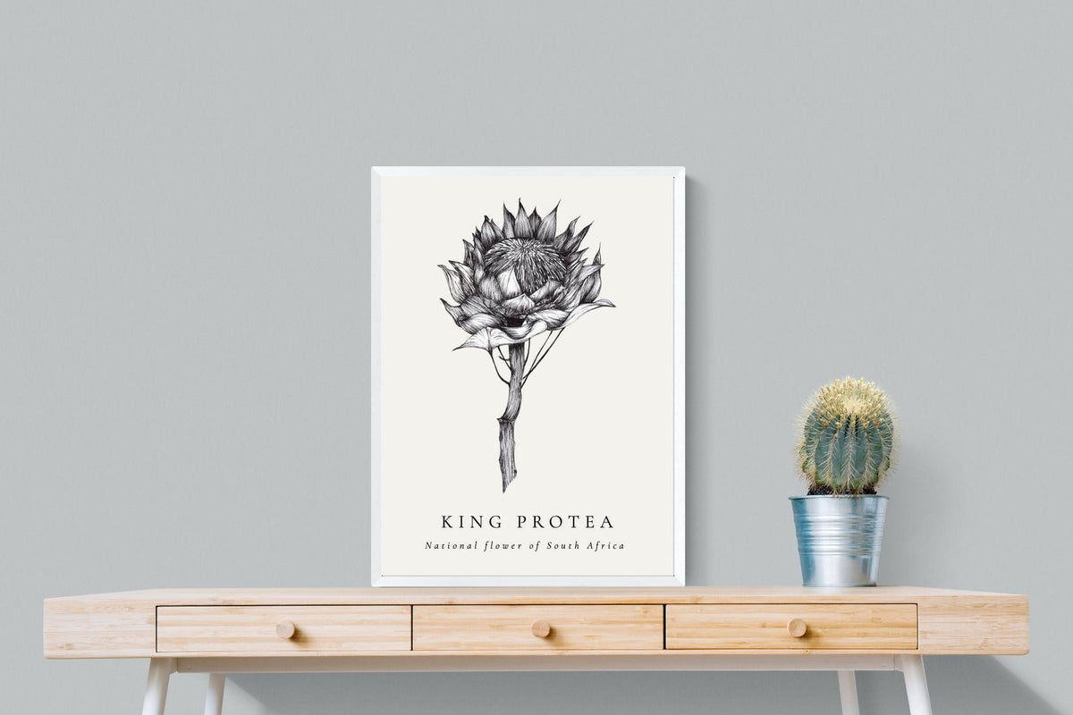 Pixalot ® King Protea Illustration