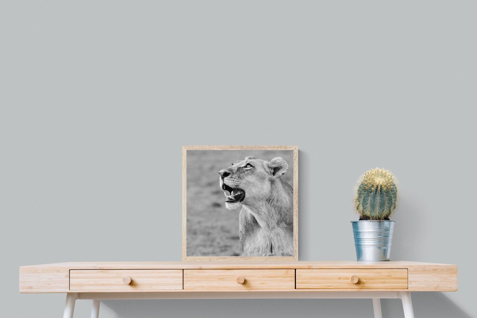 Pixalot Lioness Glance